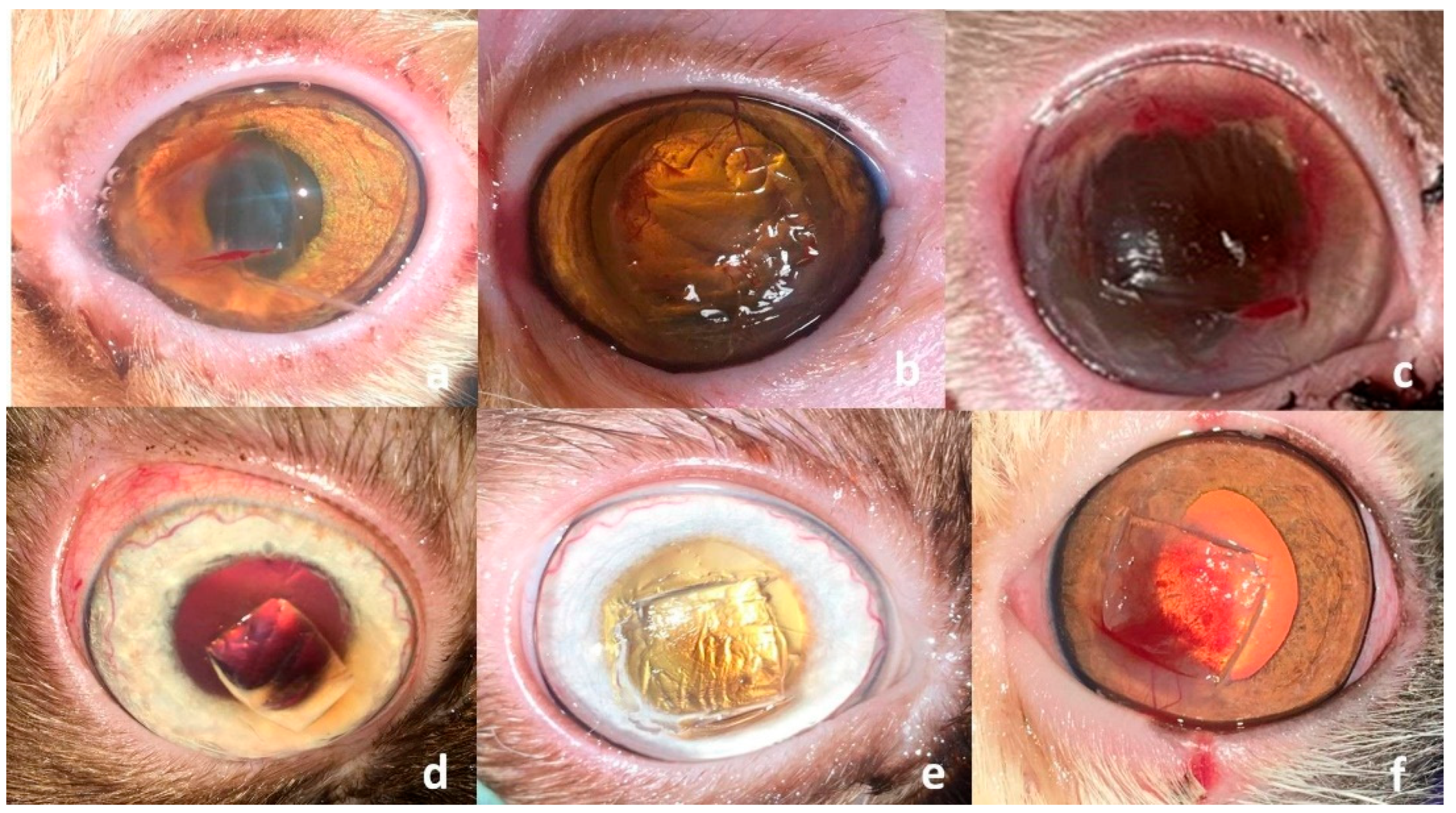 Vetsci 12 00839 g003