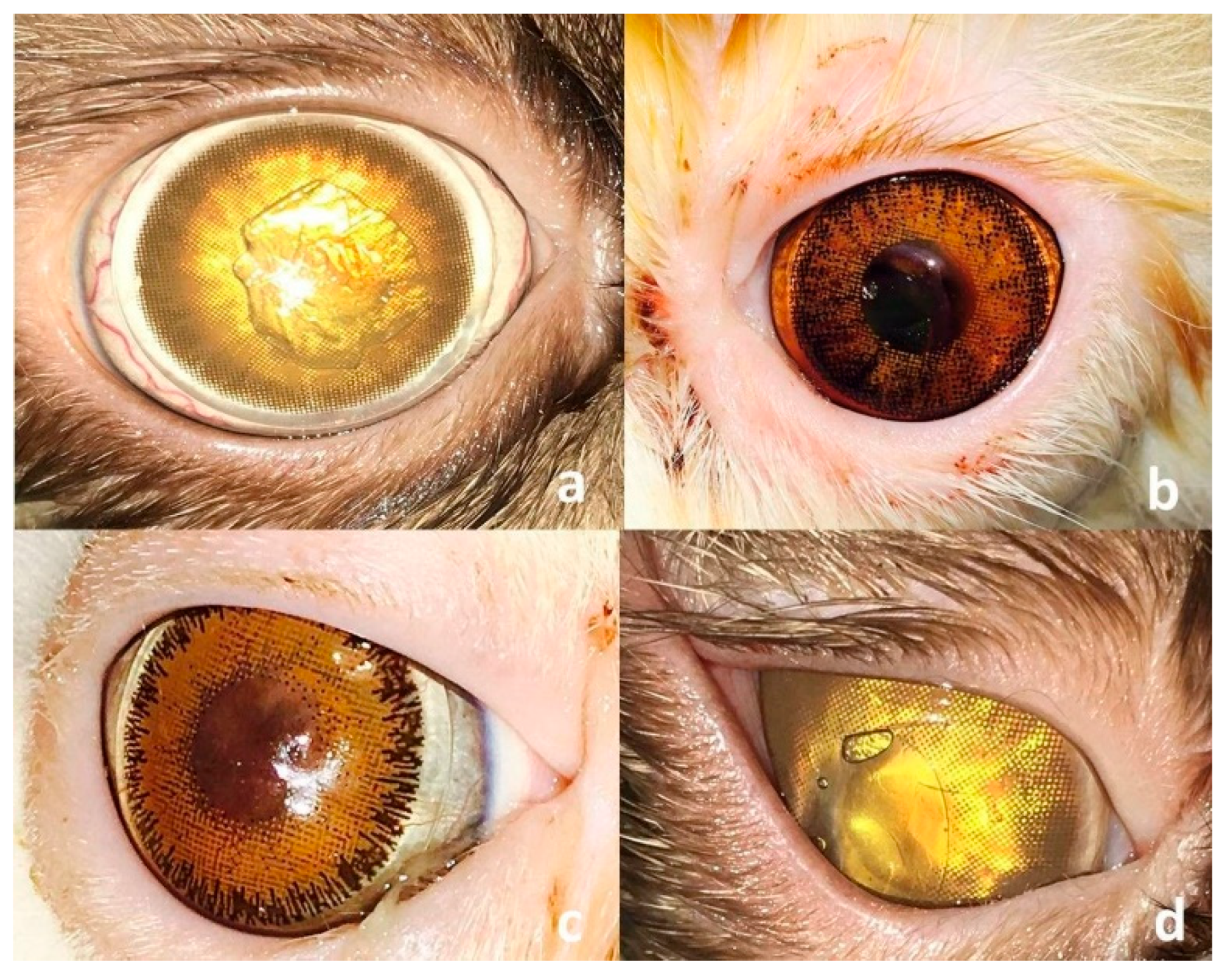 Vetsci 12 00839 g004