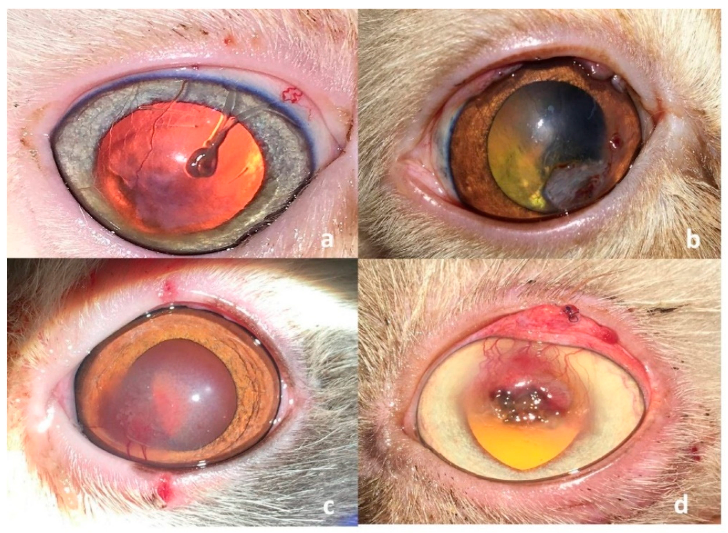 Vetsci 12 00839 g007