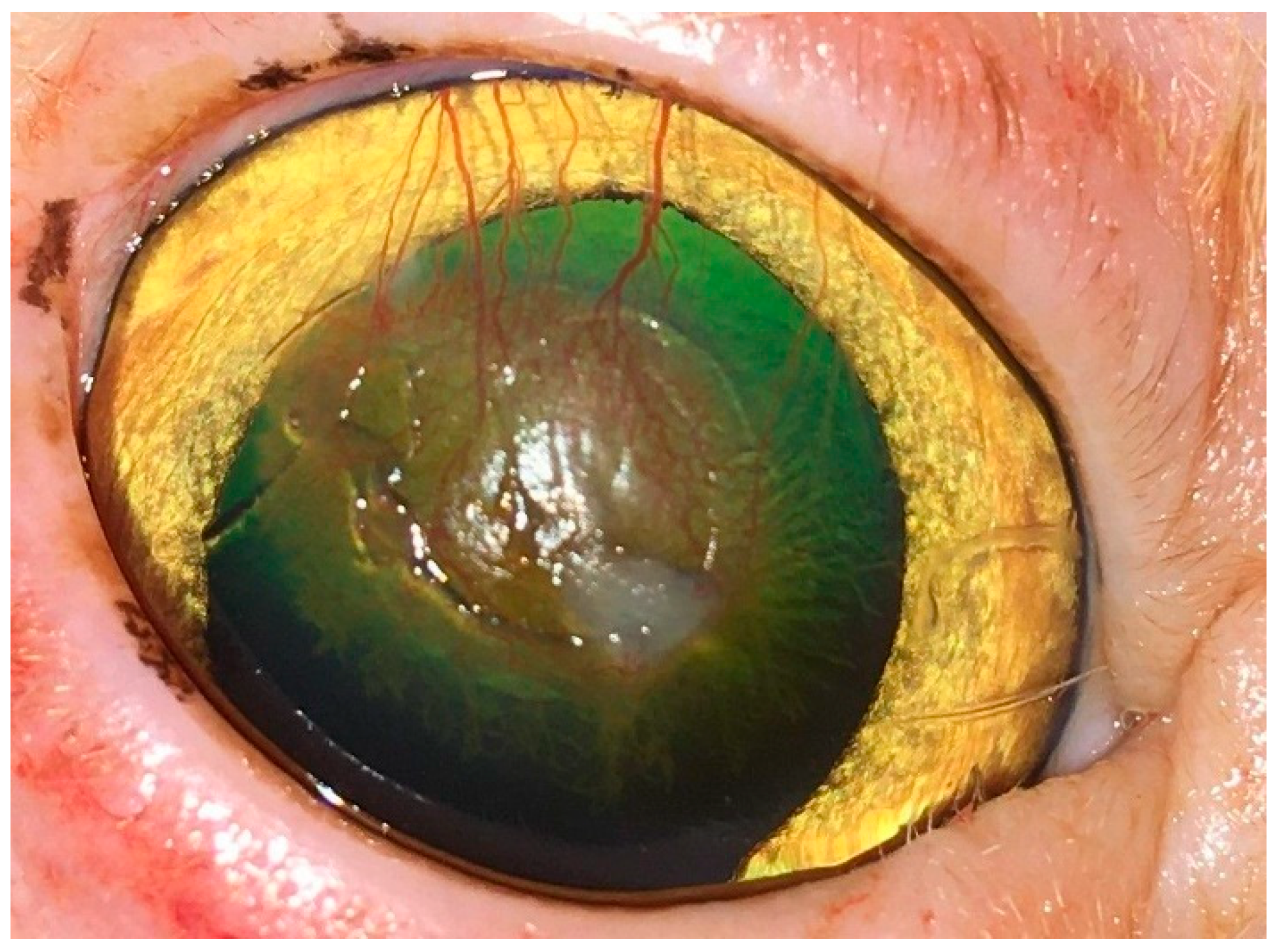 Vetsci 12 00839 g008