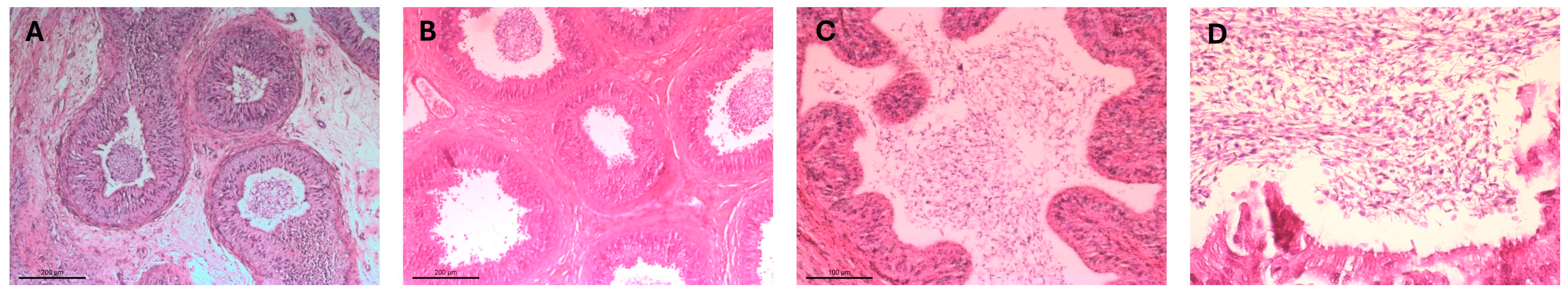 Vetsci 12 00840 g003