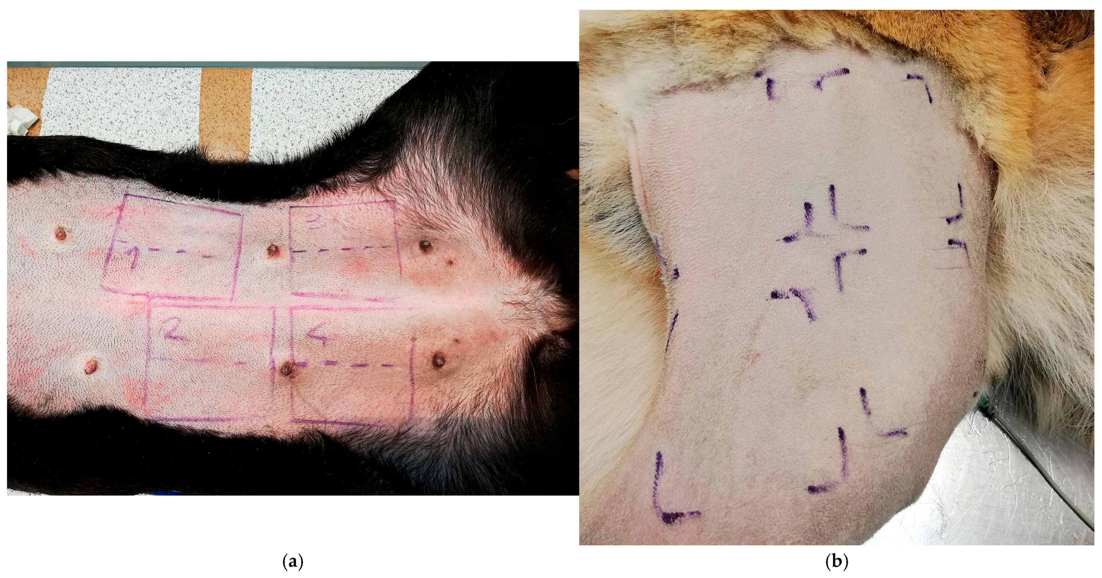 Vetsci 12 00843 g001