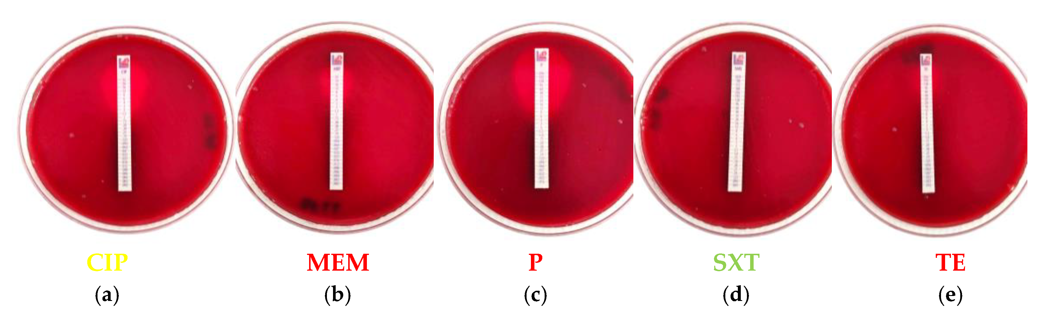 Vetsci 12 00844 g003