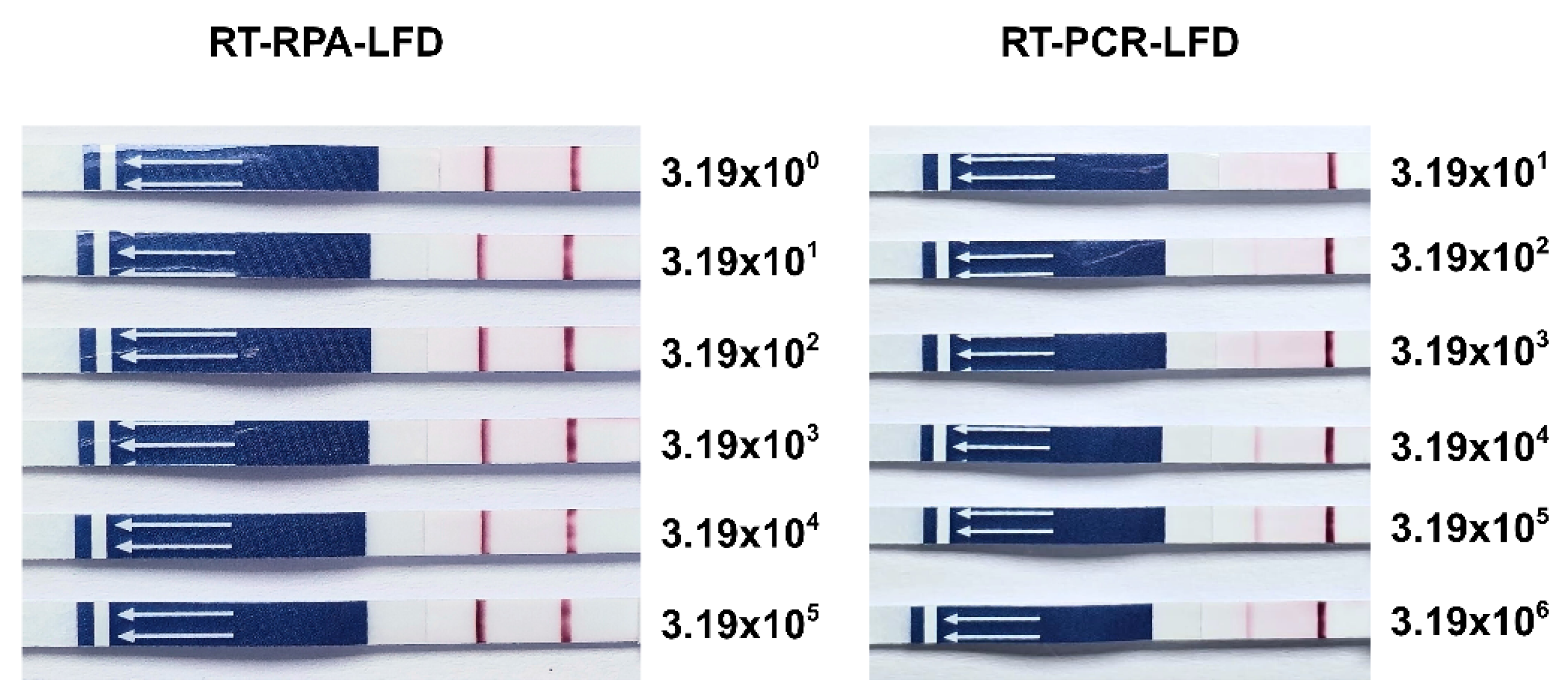 Vetsci 12 00845 g004 Vetsci 12 00845 g004