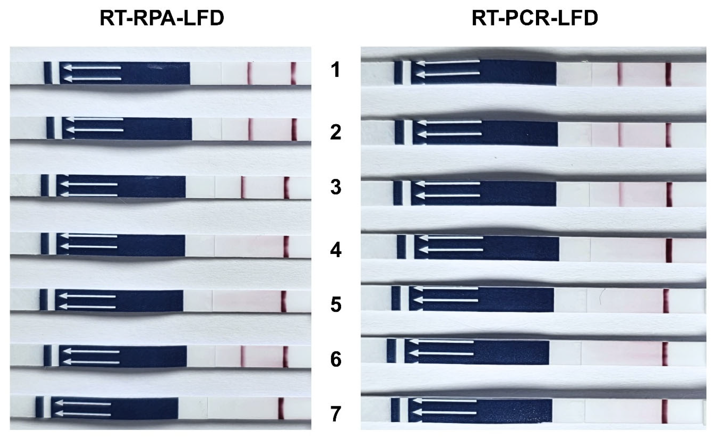 Vetsci 12 00845 g005 Vetsci 12 00845 g005