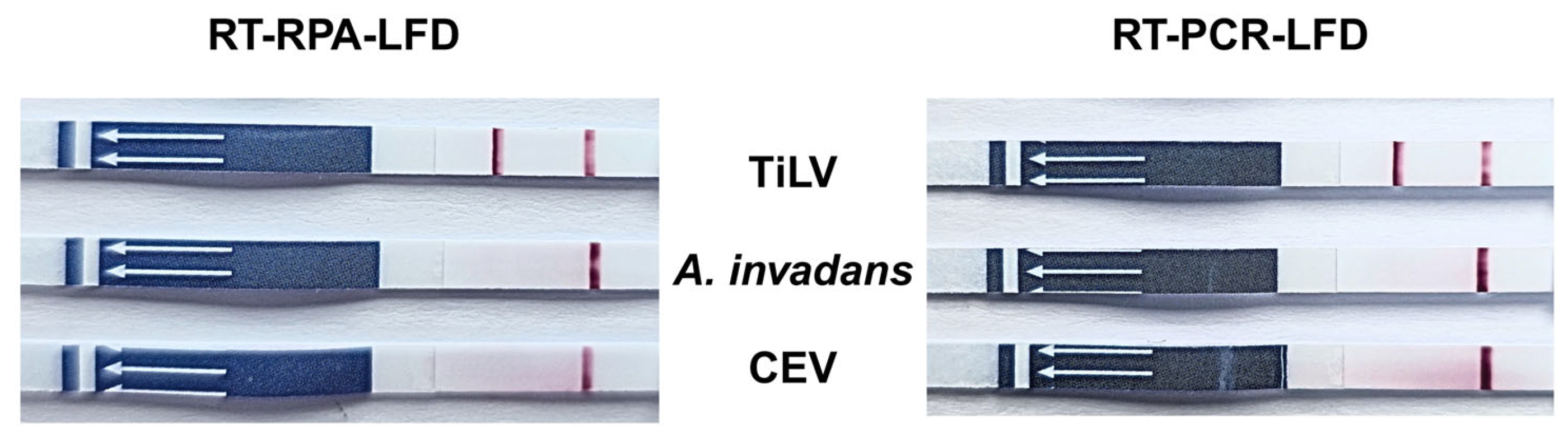 Vetsci 12 00845 g006 Vetsci 12 00845 g006