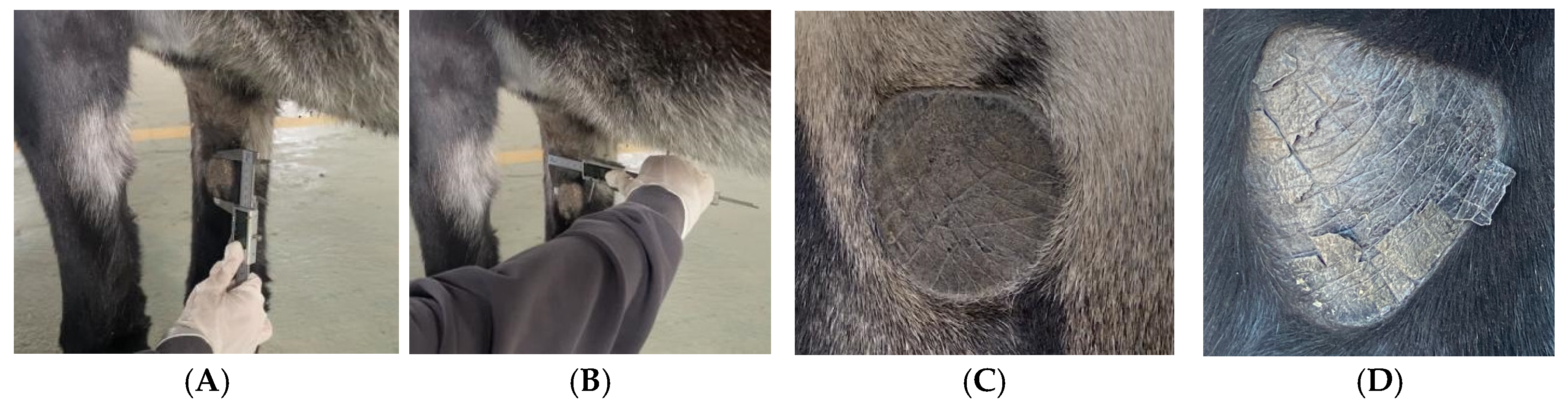 Vetsci 12 00846 g001