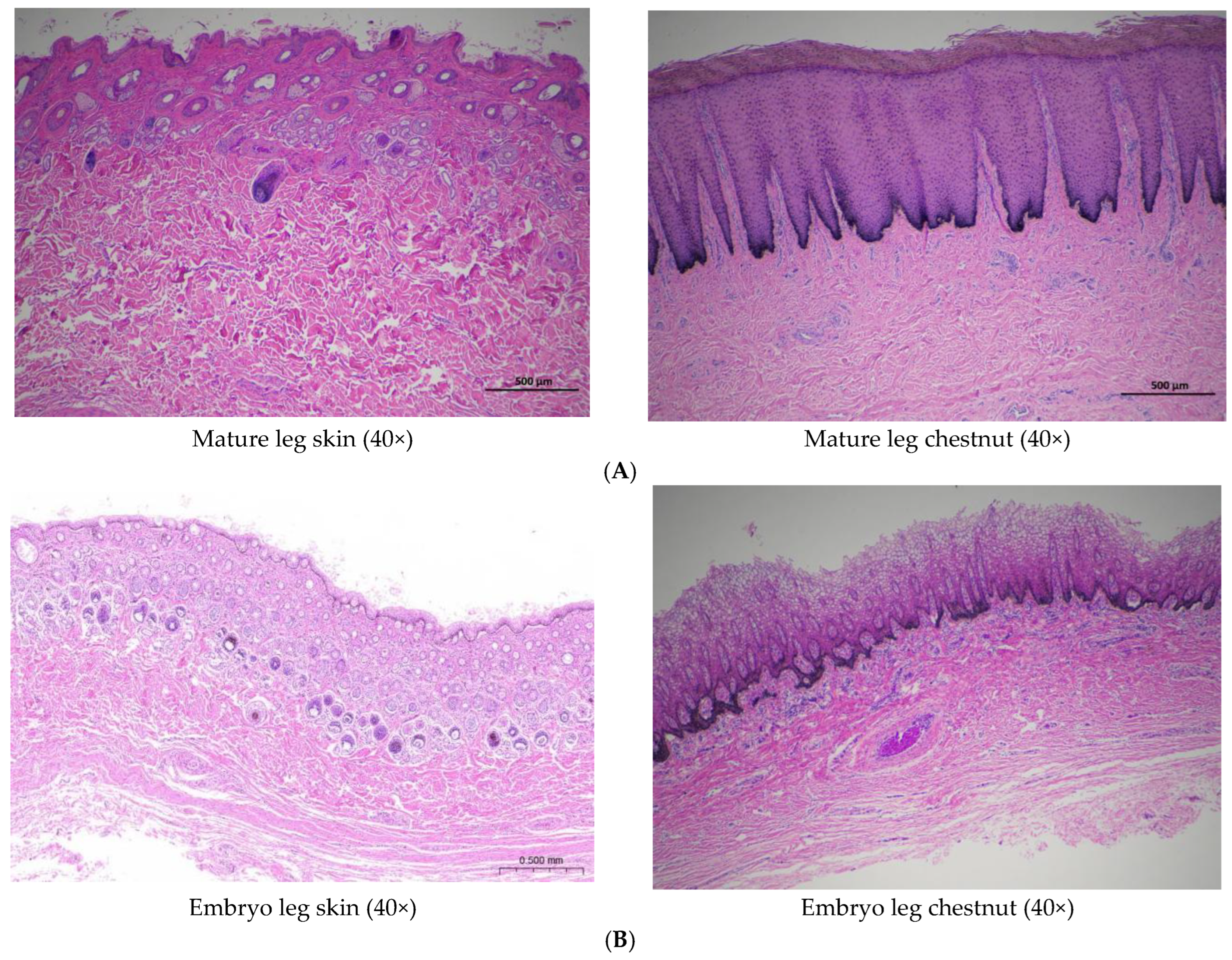 Vetsci 12 00846 g003a