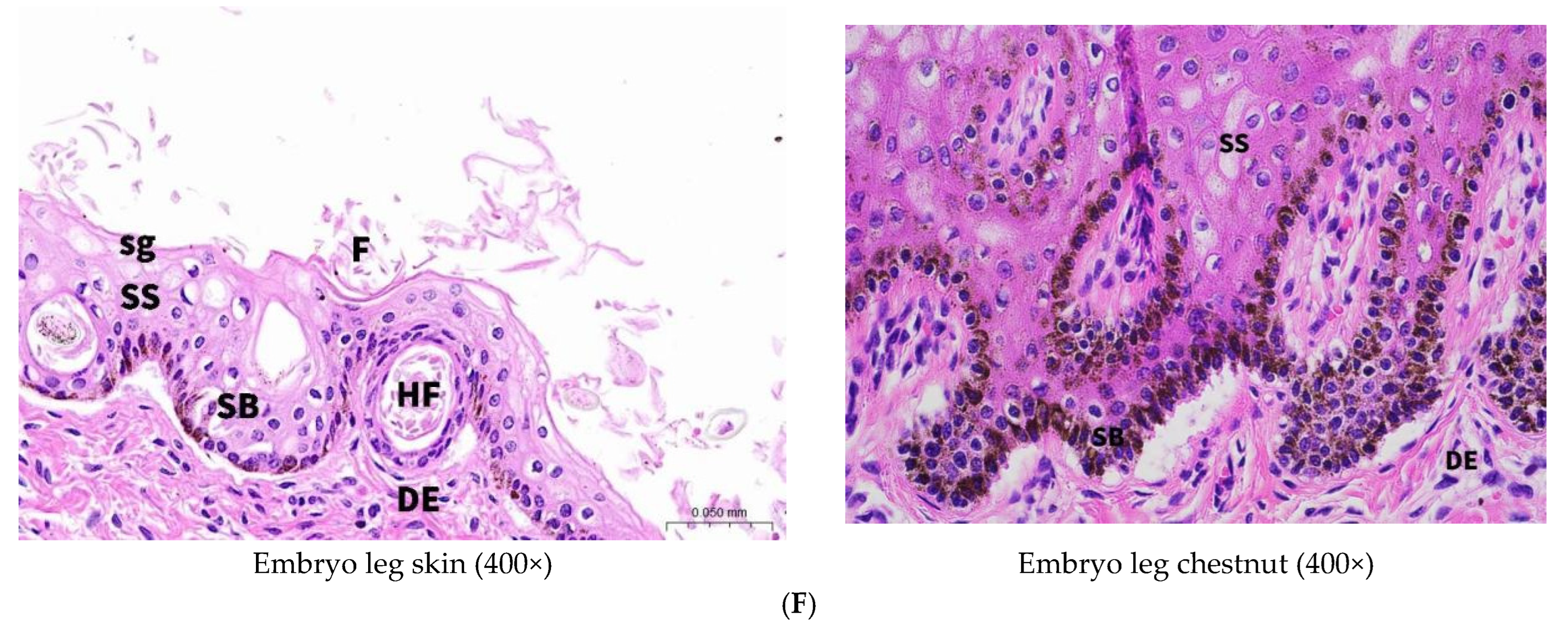 Vetsci 12 00846 g003c