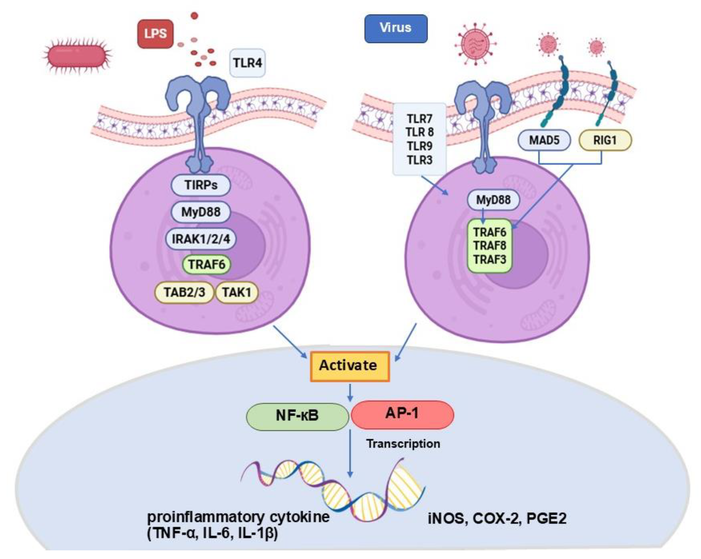 Vetsci 12 00847 g001