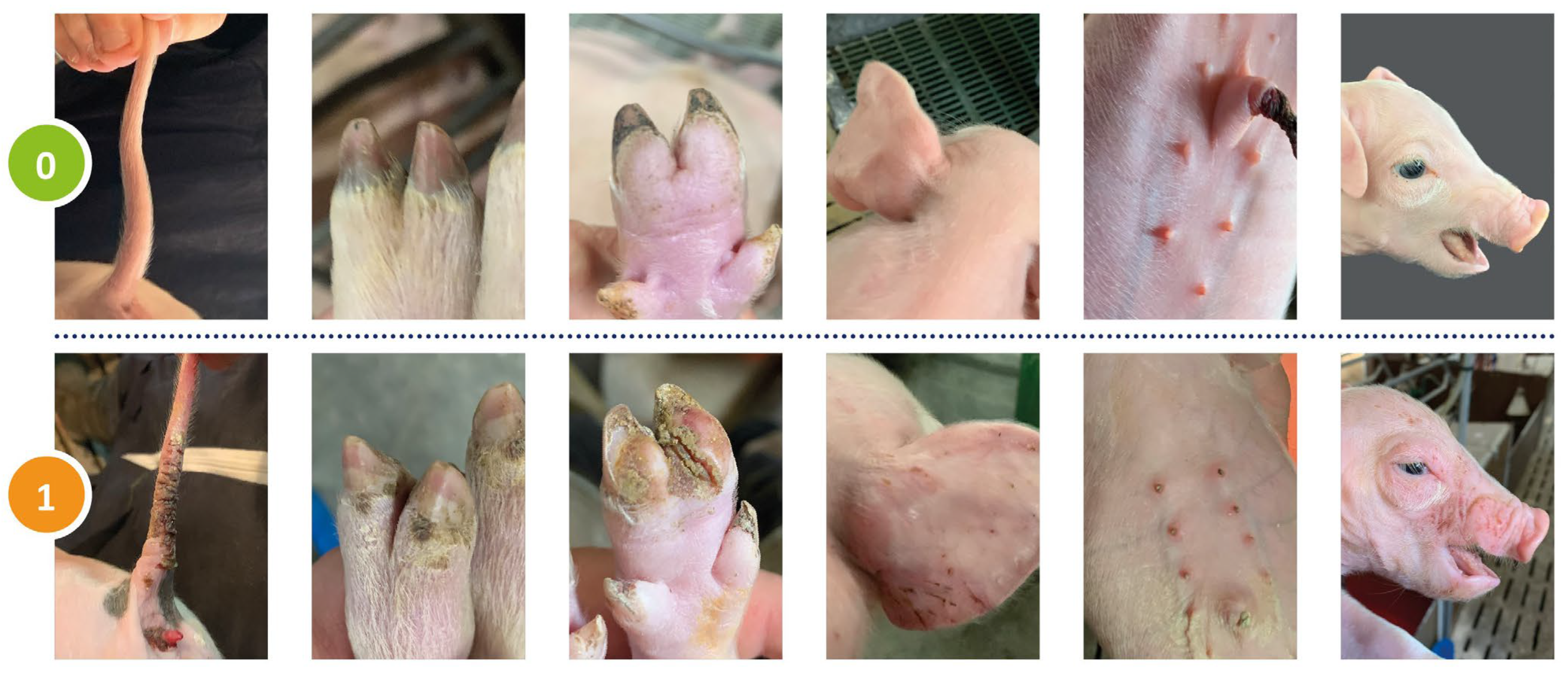 Vetsci 12 00853 g001