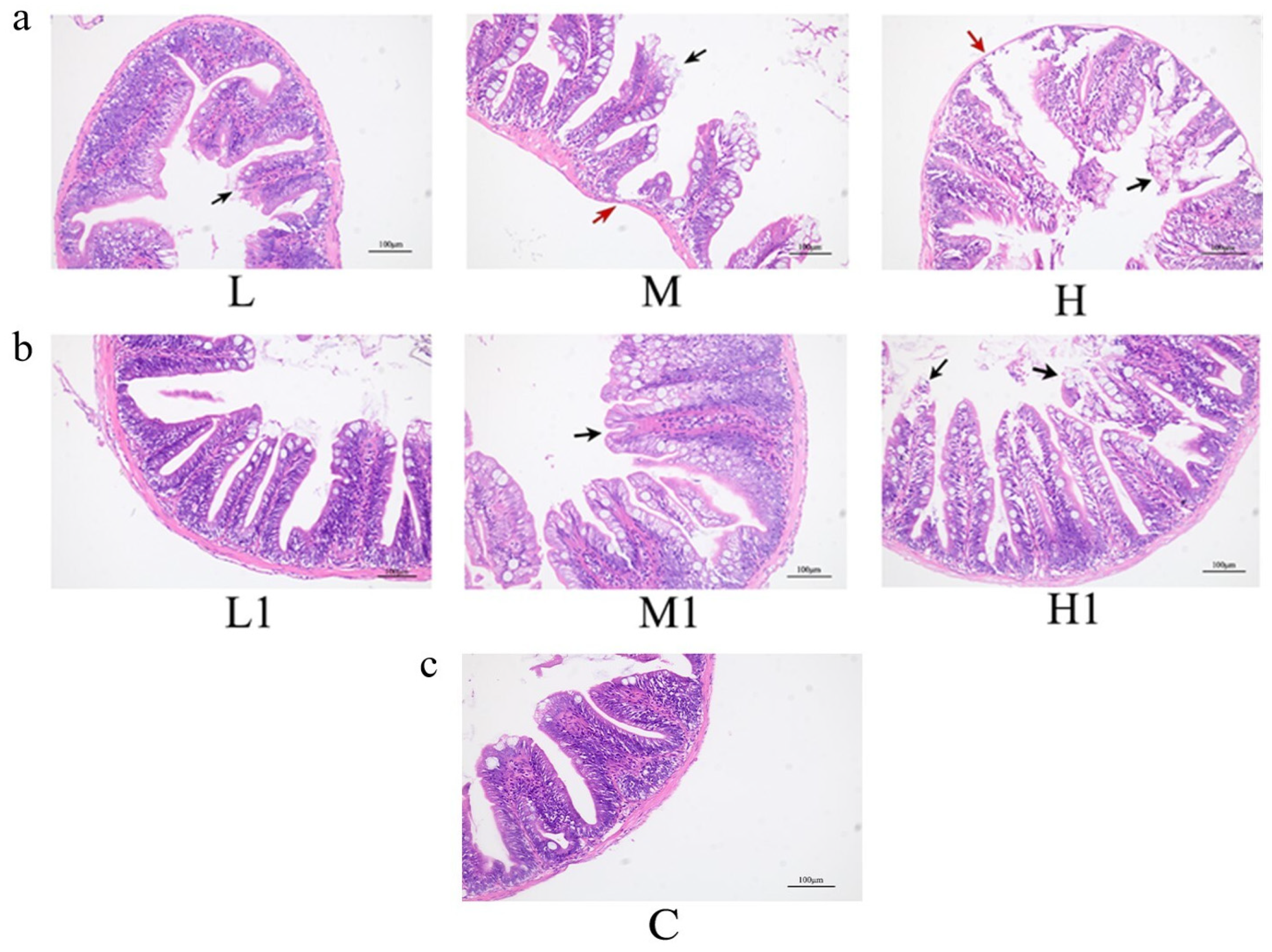 Vetsci 12 00854 g001