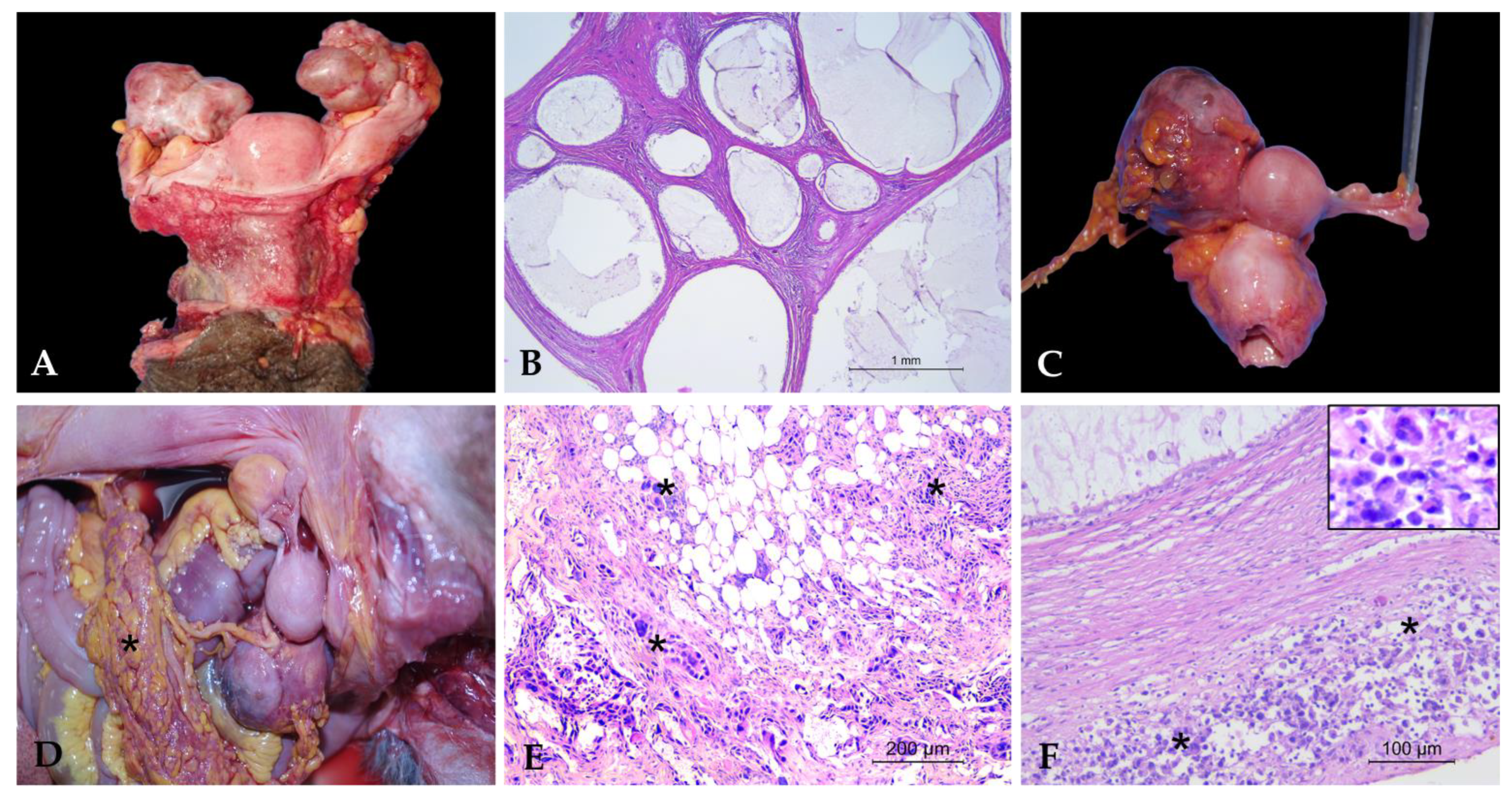 Vetsci 12 00856 g002