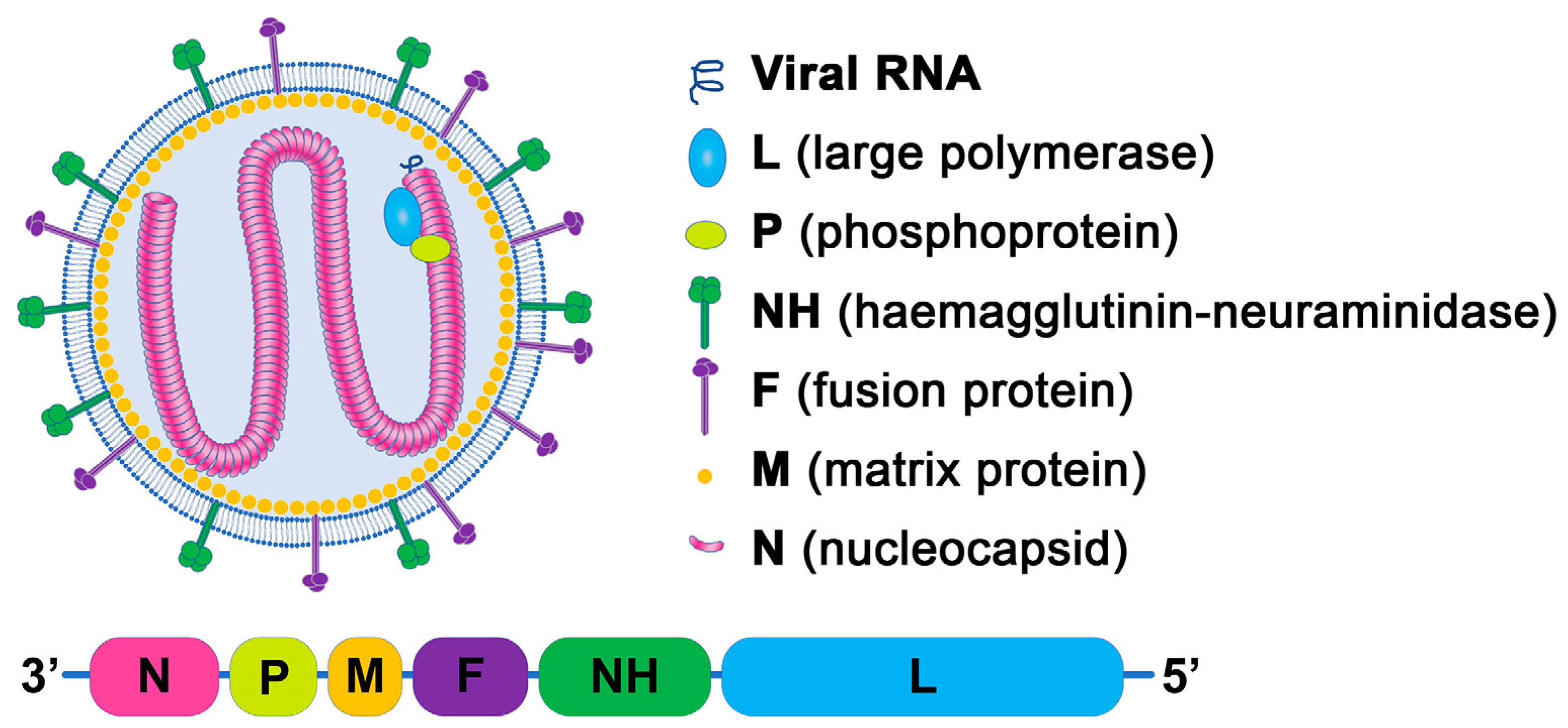 Vetsci 12 00858 g001 Vetsci 12 00858 g001