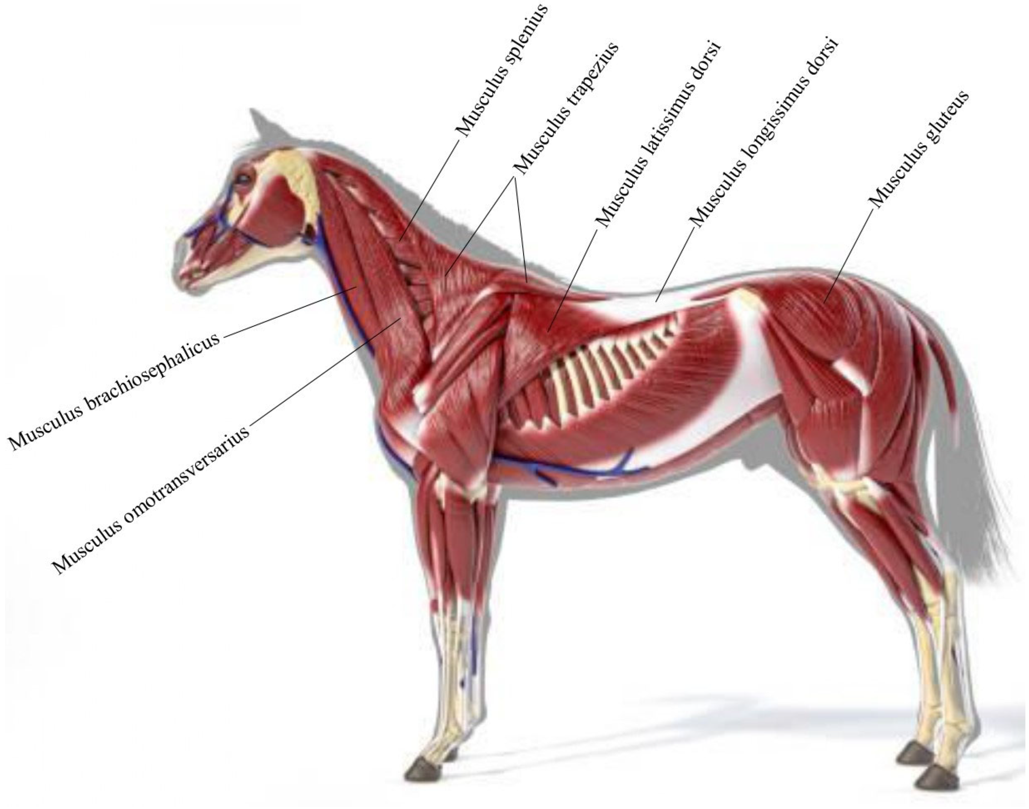 Vetsci 12 00865 g001