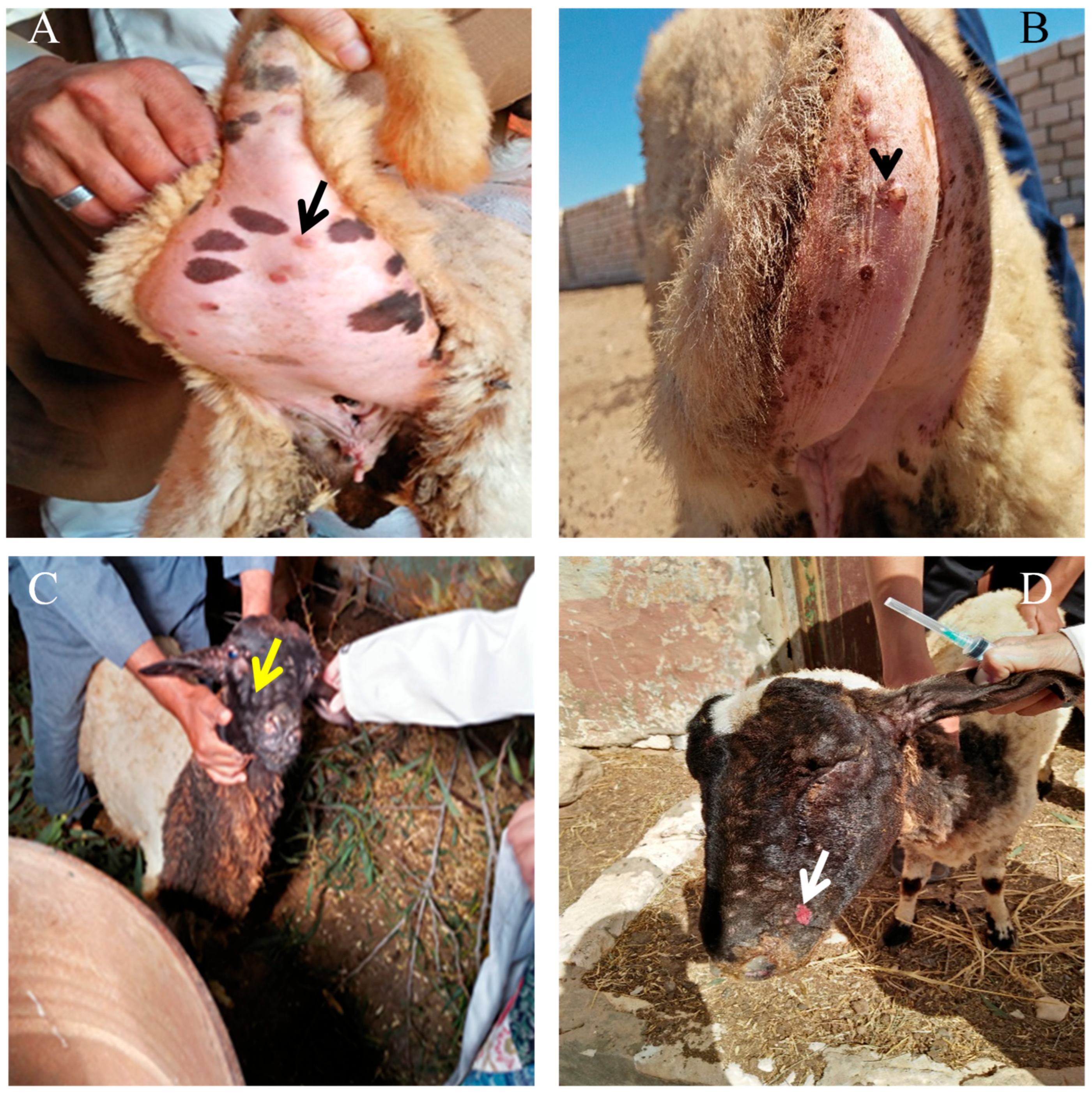 Vetsci 12 00867 g001 Vetsci 12 00867 g001