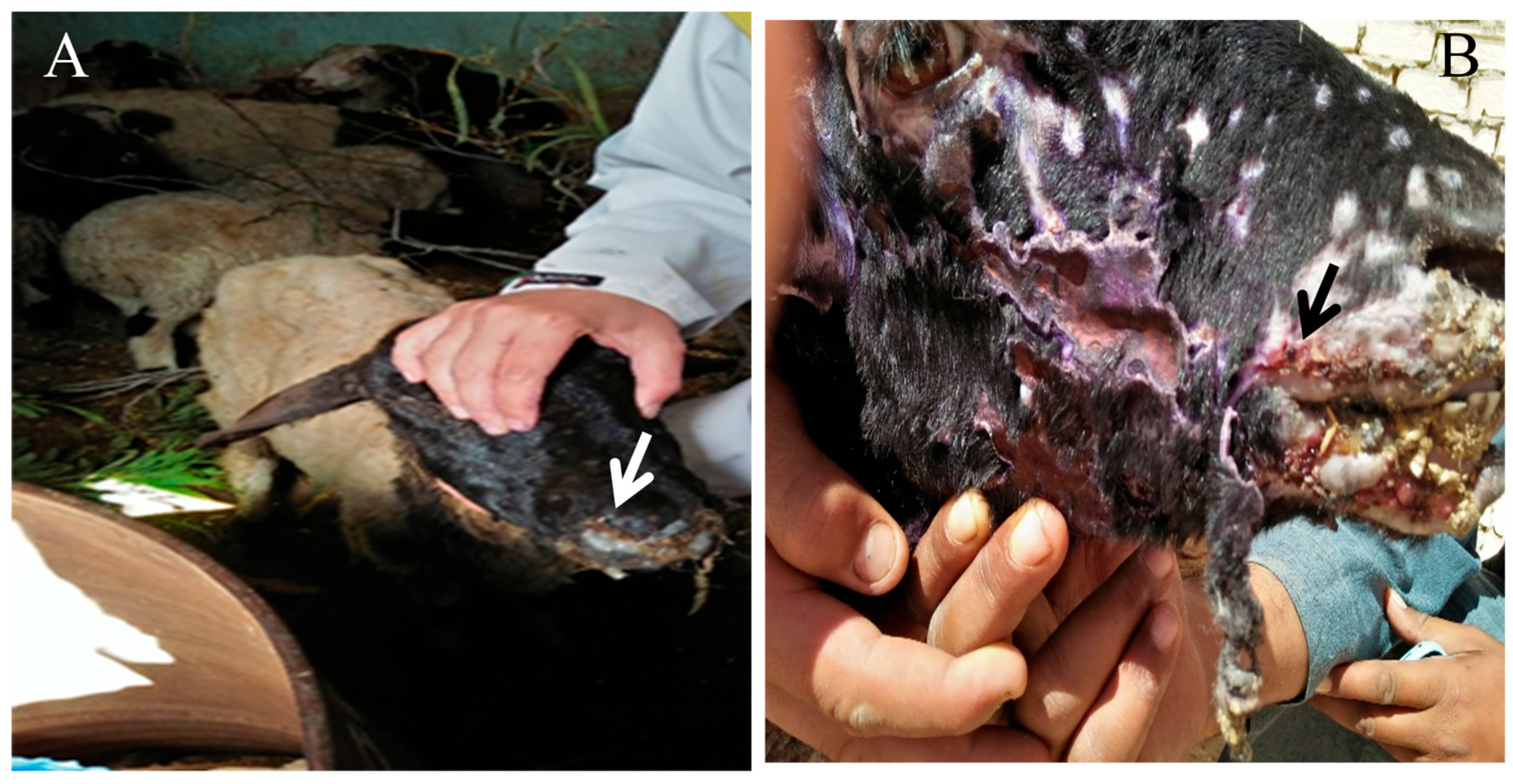 Vetsci 12 00867 g002 Vetsci 12 00867 g002