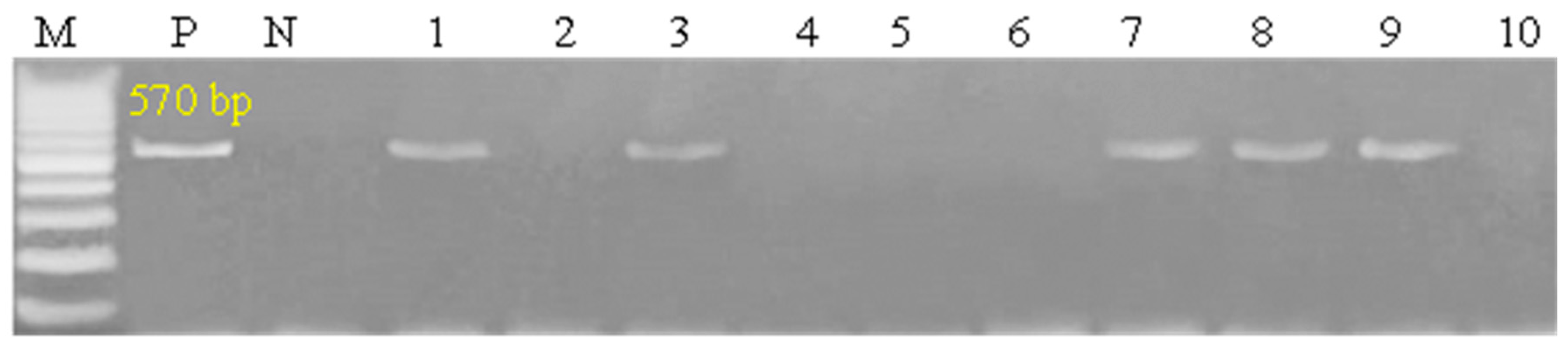 Vetsci 12 00867 g004 Vetsci 12 00867 g004