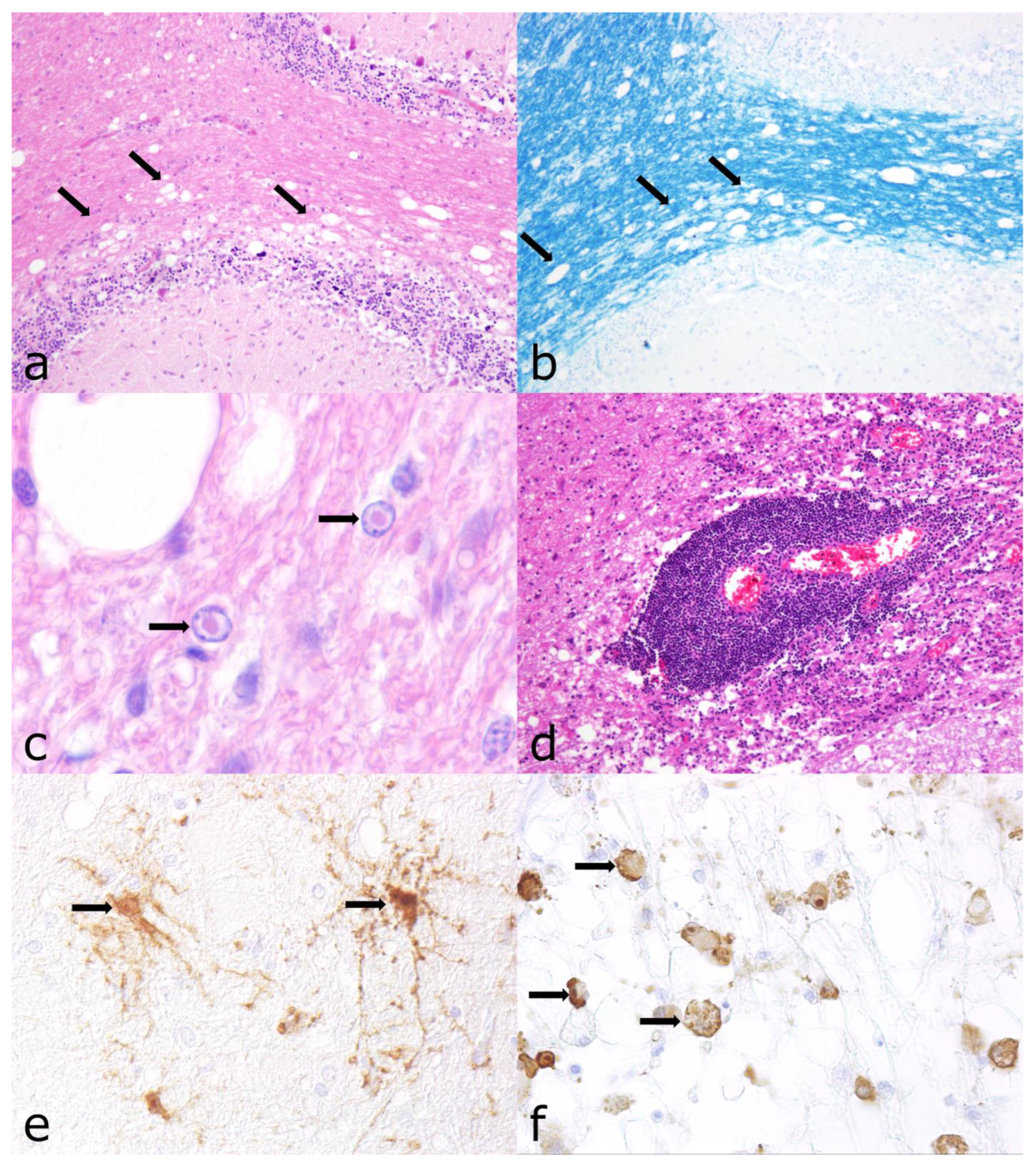 Vetsci 12 00869 g005