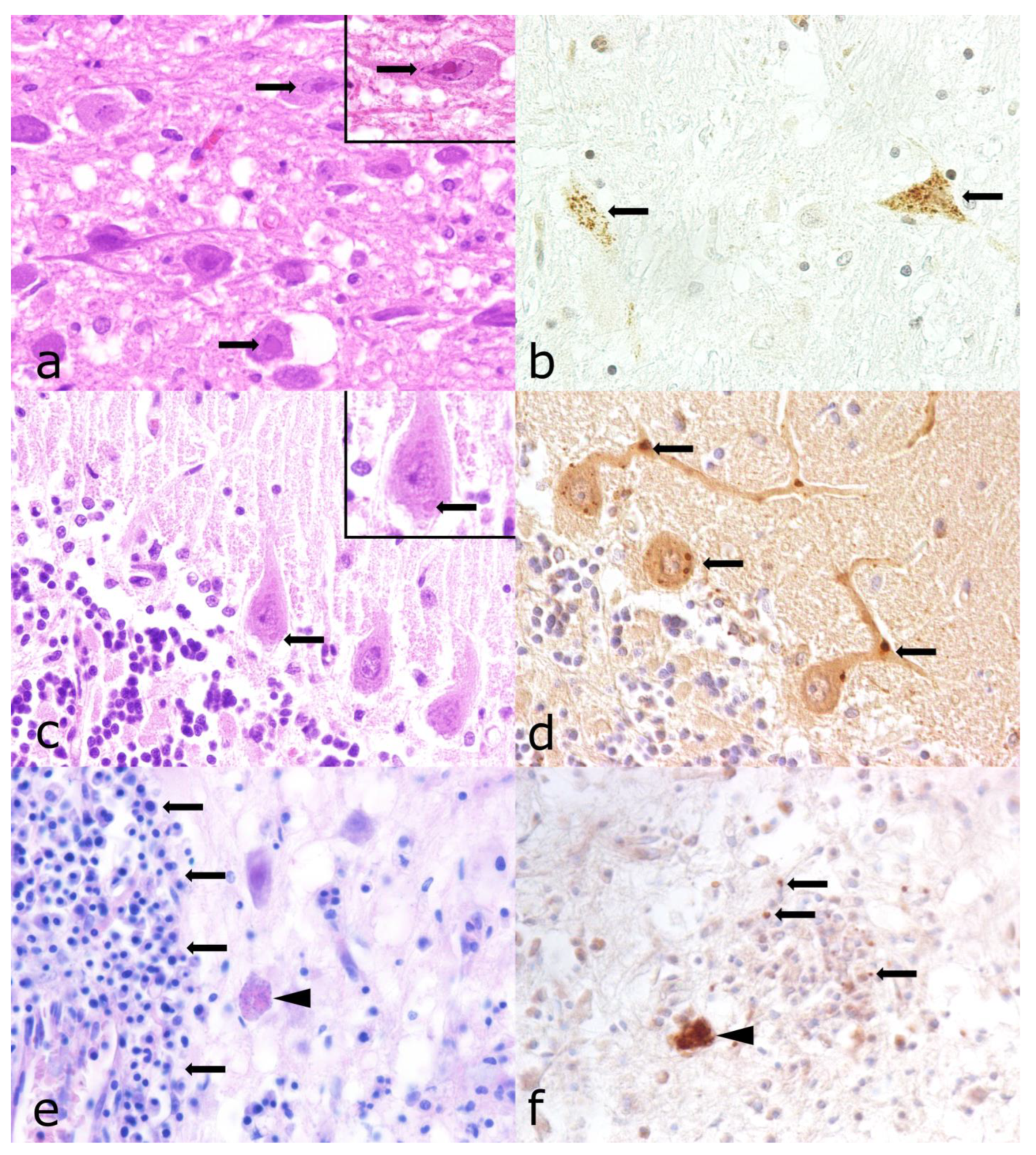 Vetsci 12 00869 g007
