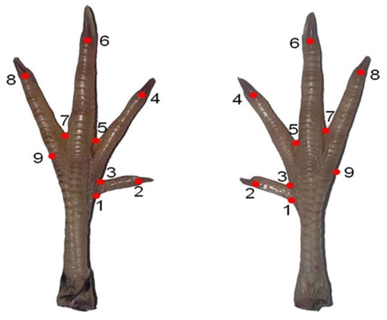 Vetsci 12 00871 g001