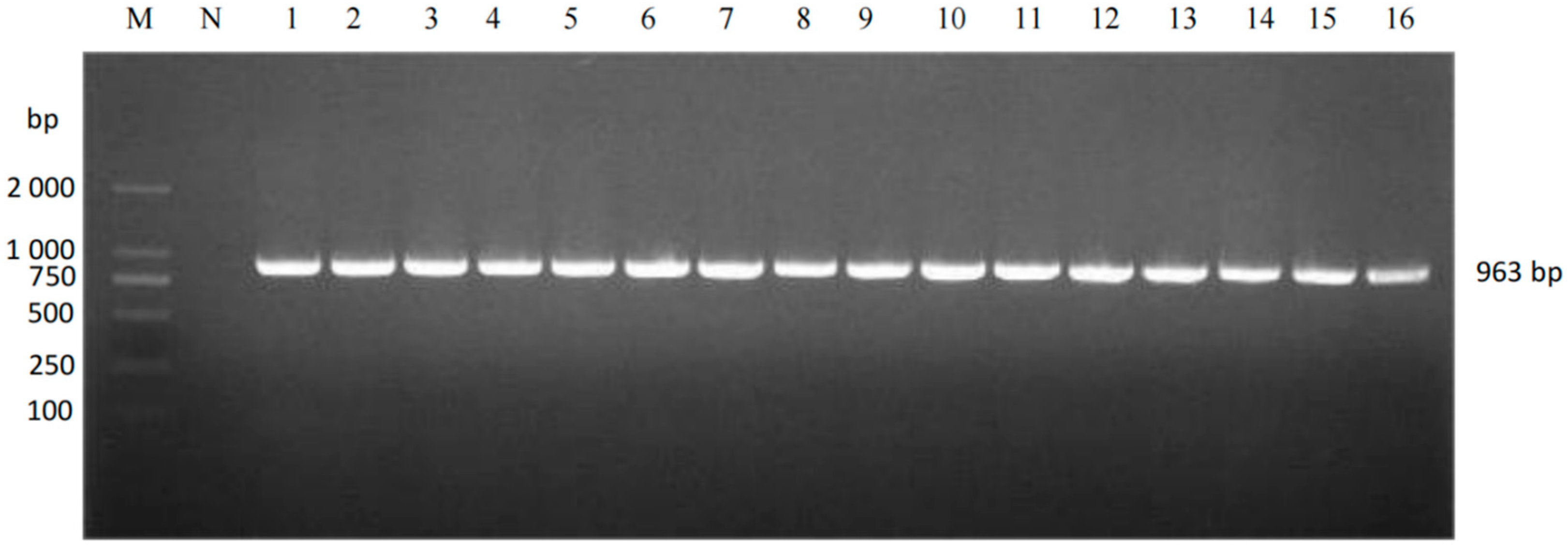 Vetsci 12 00874 g003 Vetsci 12 00874 g003