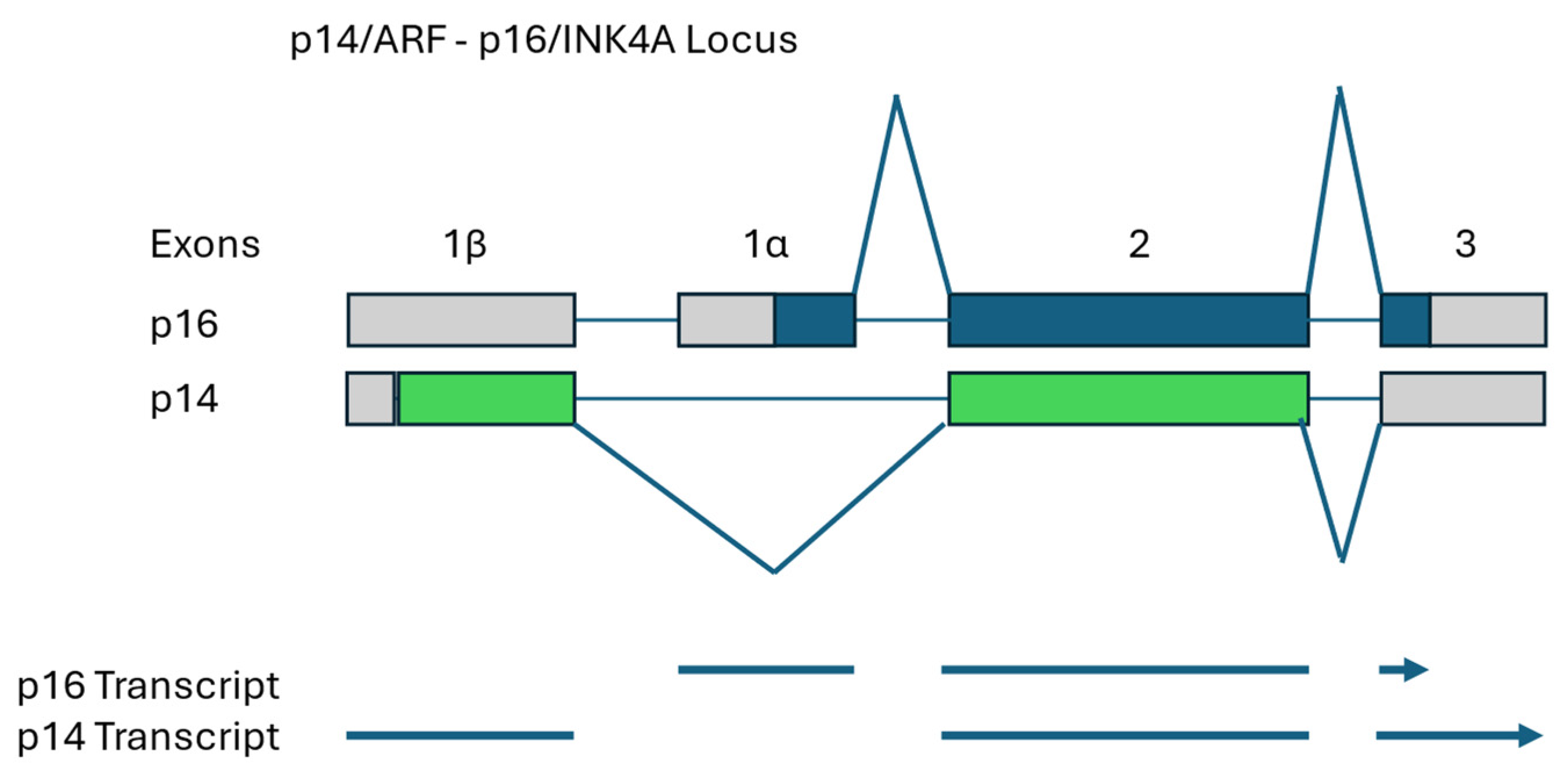 Vetsci 12 00875 g001