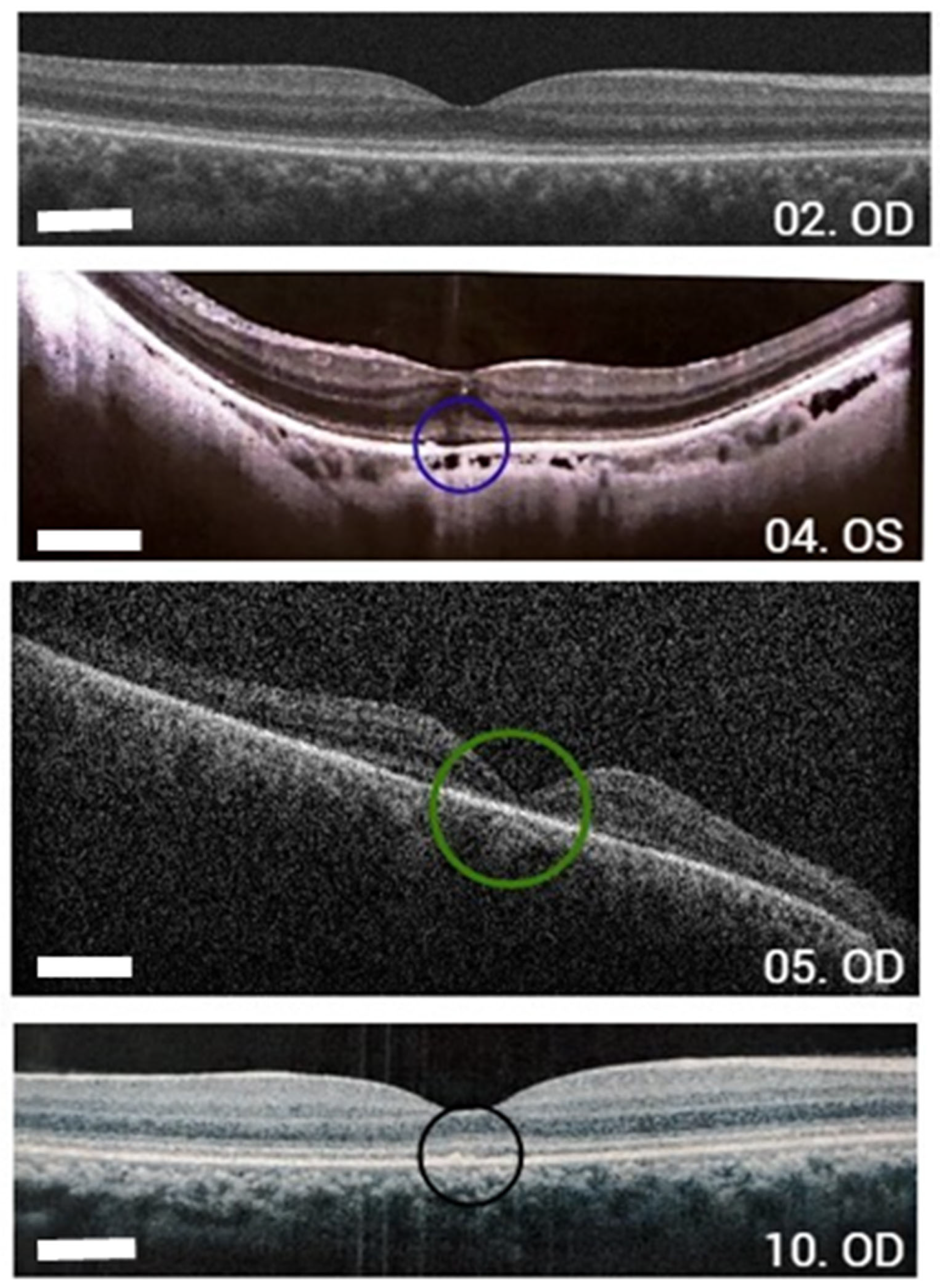 Vetsci 12 00879 g002