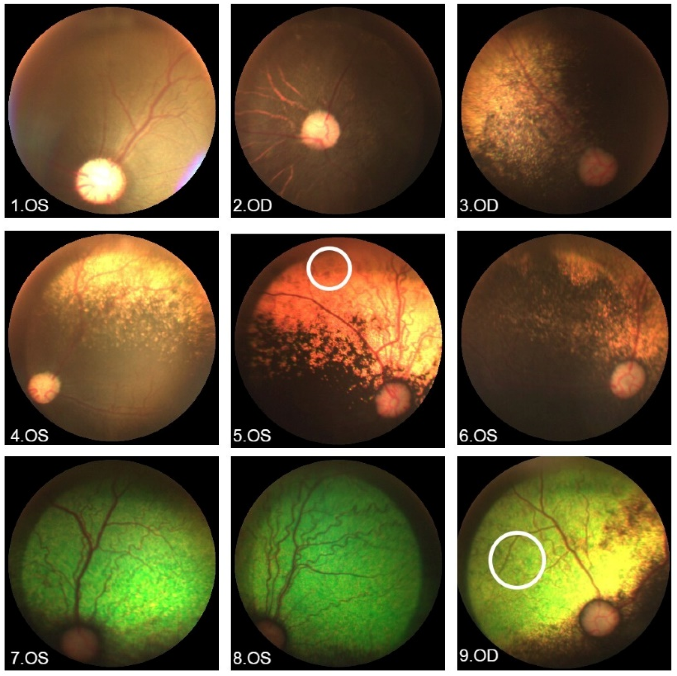 Vetsci 12 00879 g003