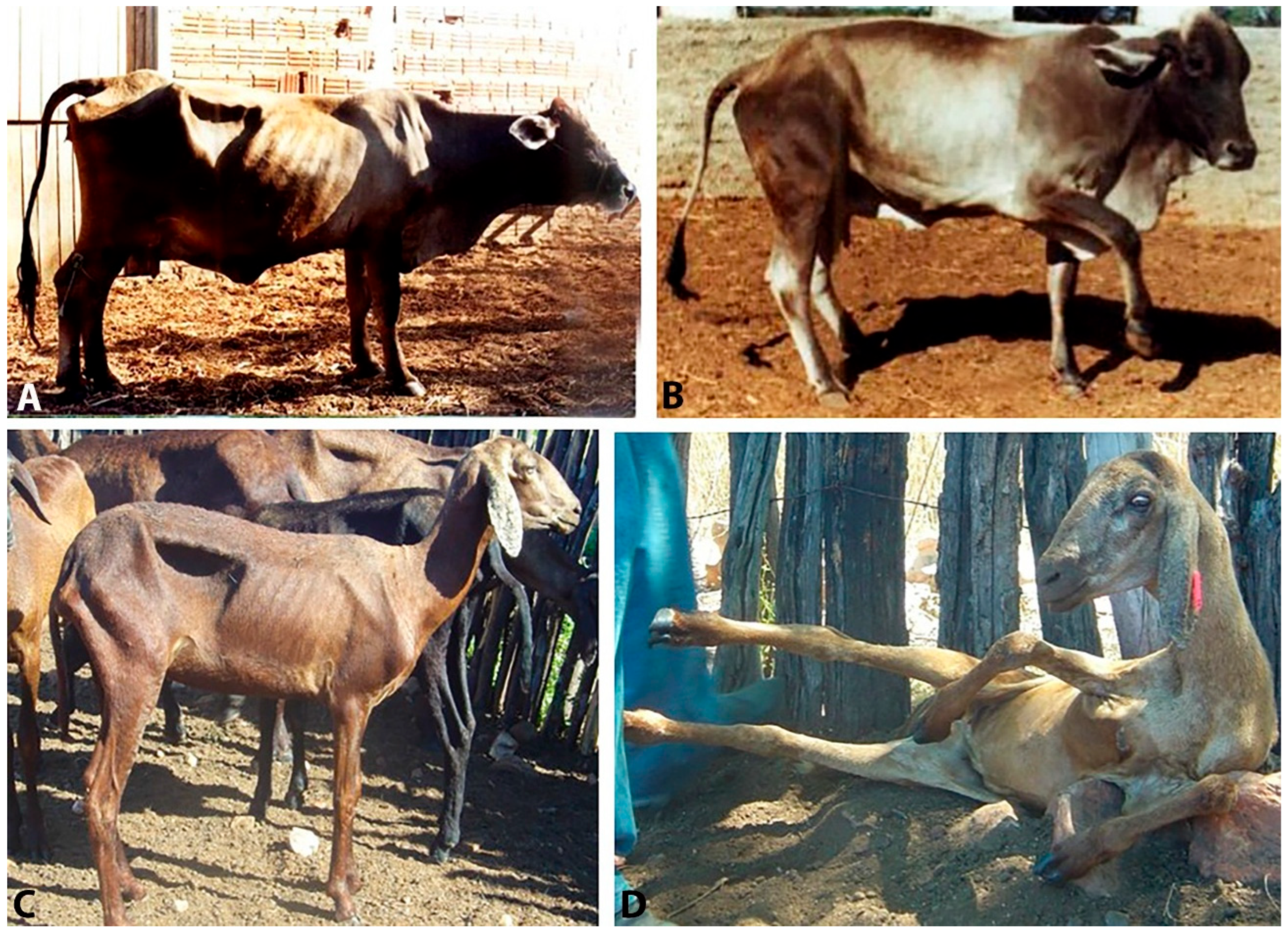 Vetsci 12 00882 g002 Vetsci 12 00882 g002