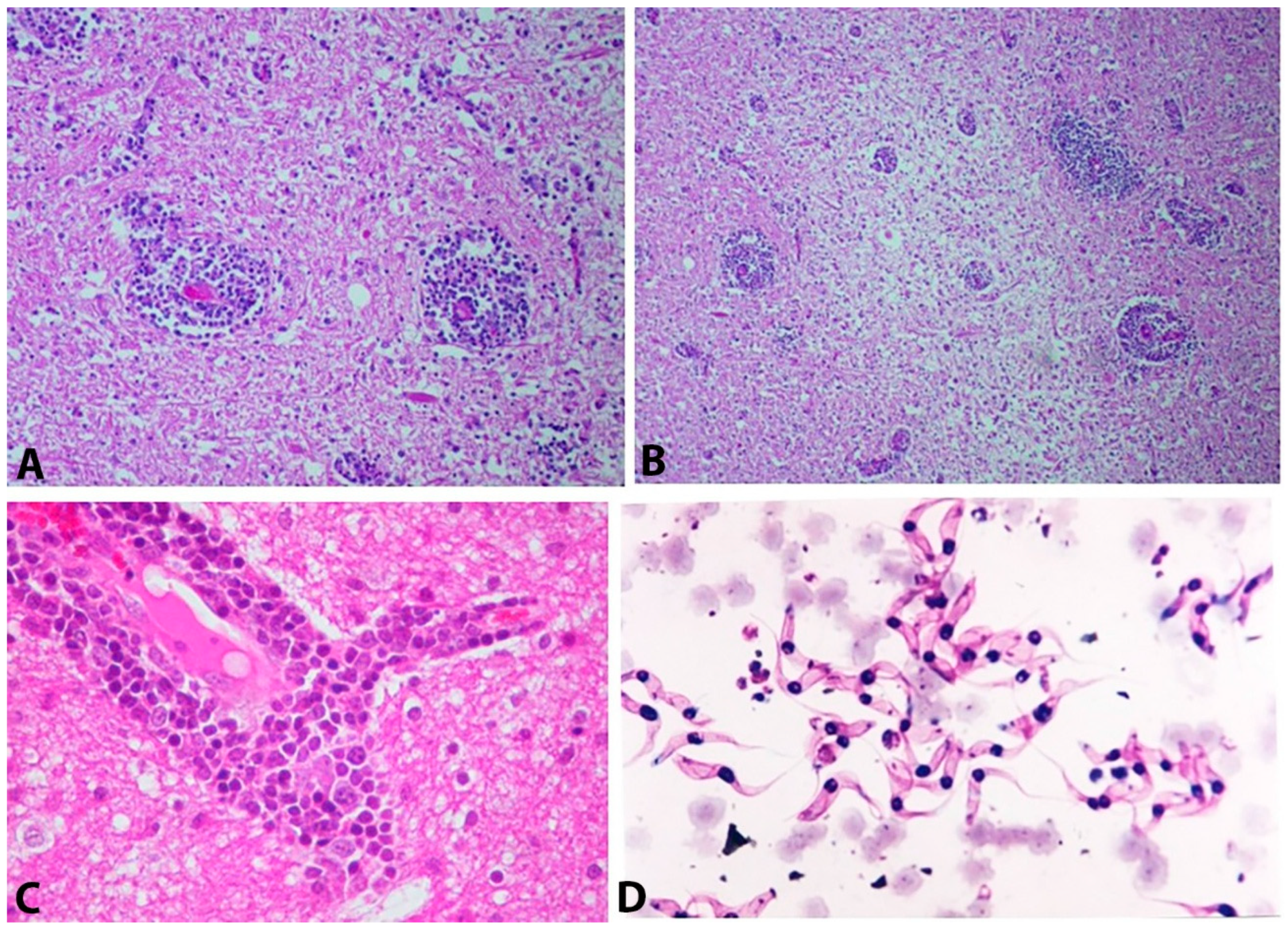 Vetsci 12 00882 g003 Vetsci 12 00882 g003