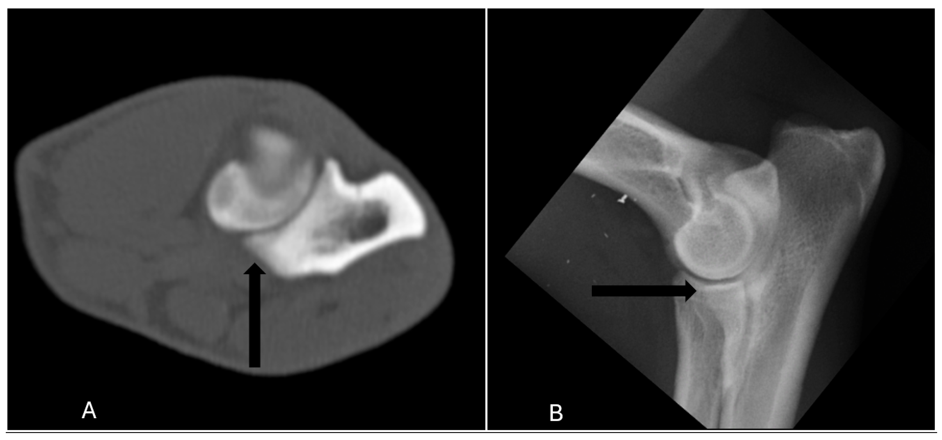 Vetsci 12 00883 g001