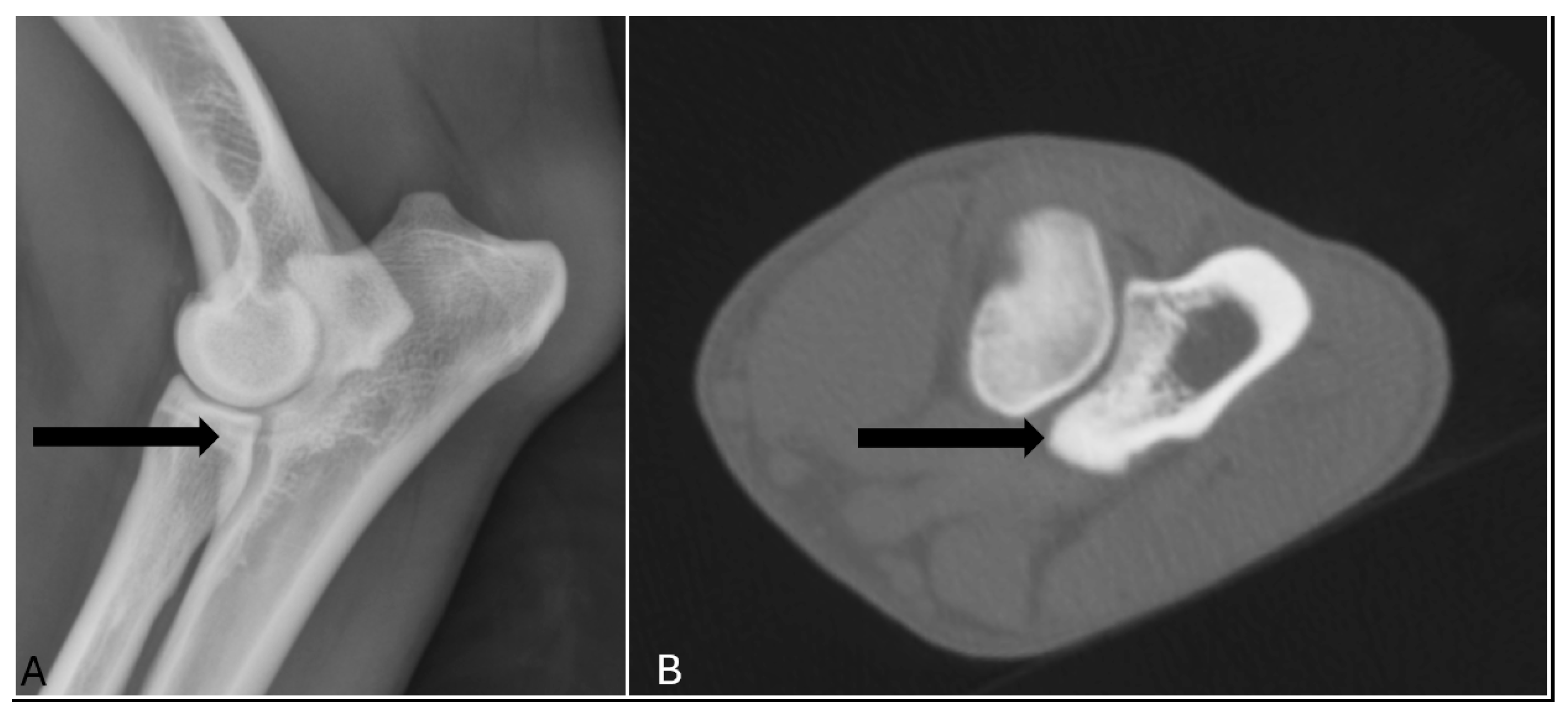 Vetsci 12 00883 g002