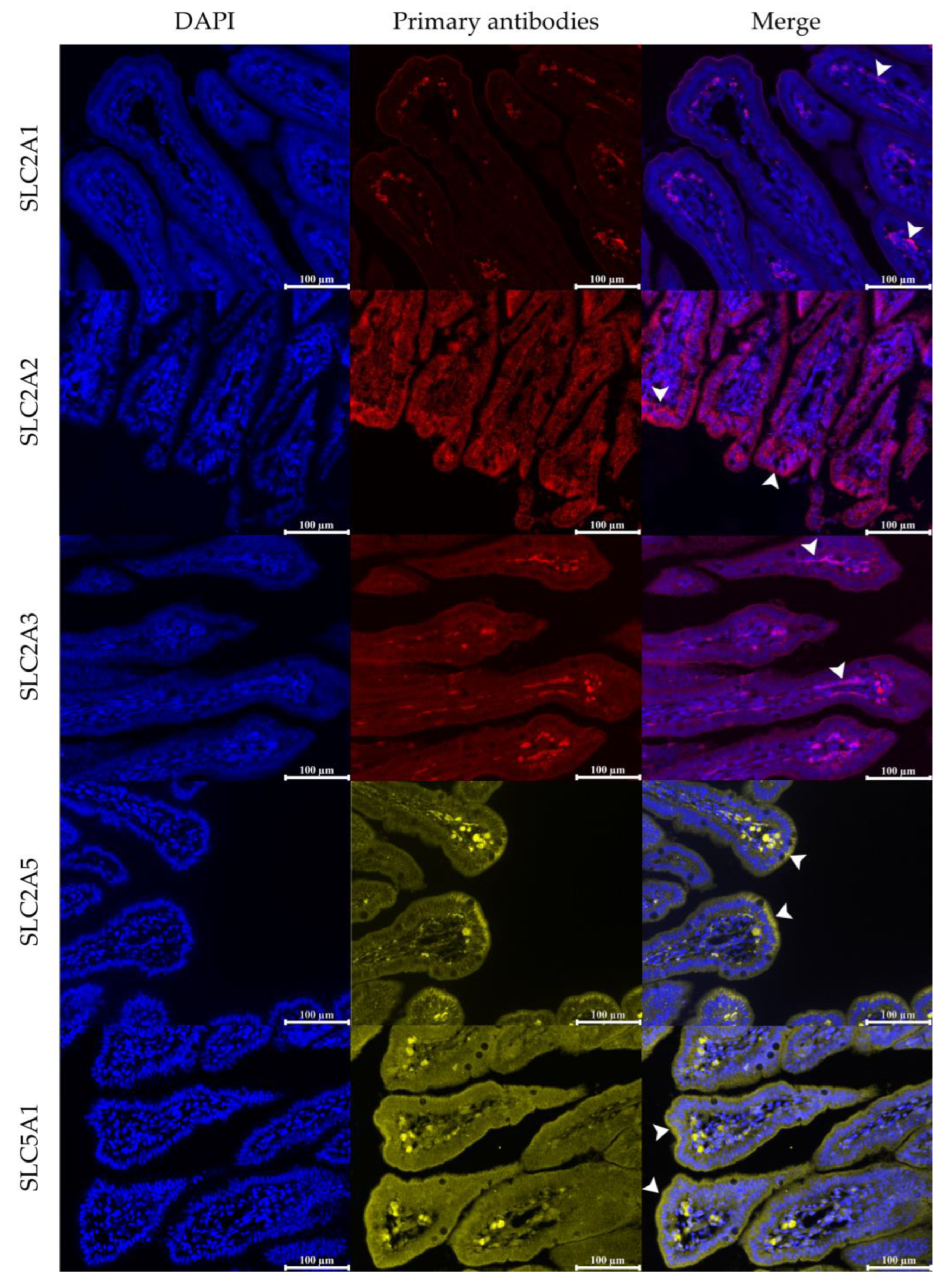 Vetsci 12 00884 g001