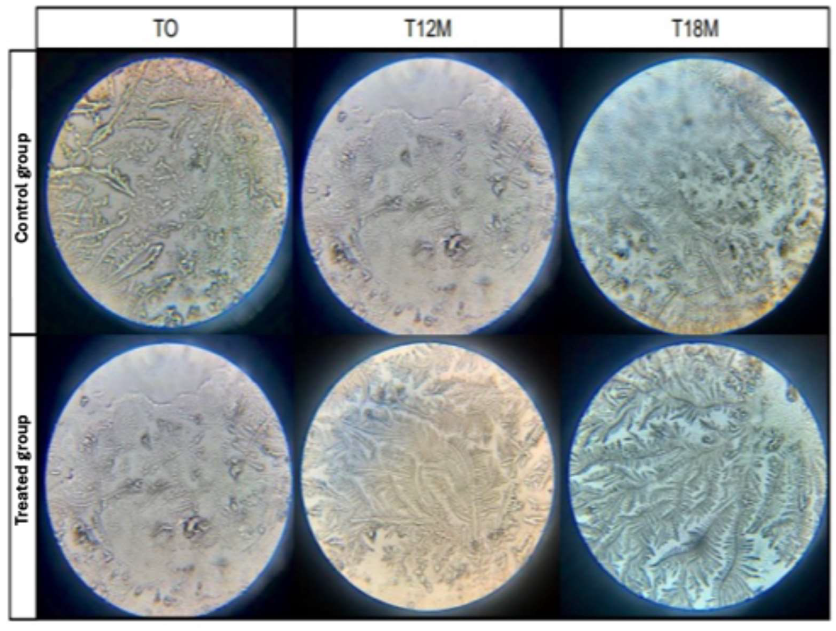 Vetsci 12 00889 g002