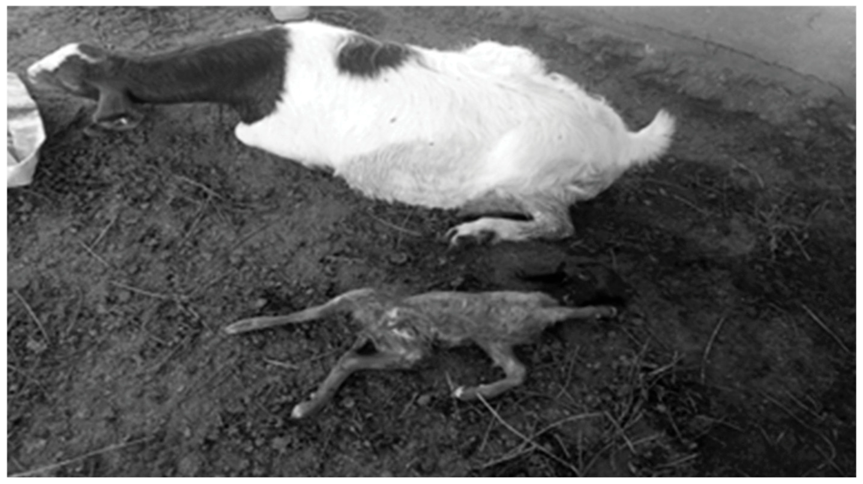 Vetsci 12 00891 g001