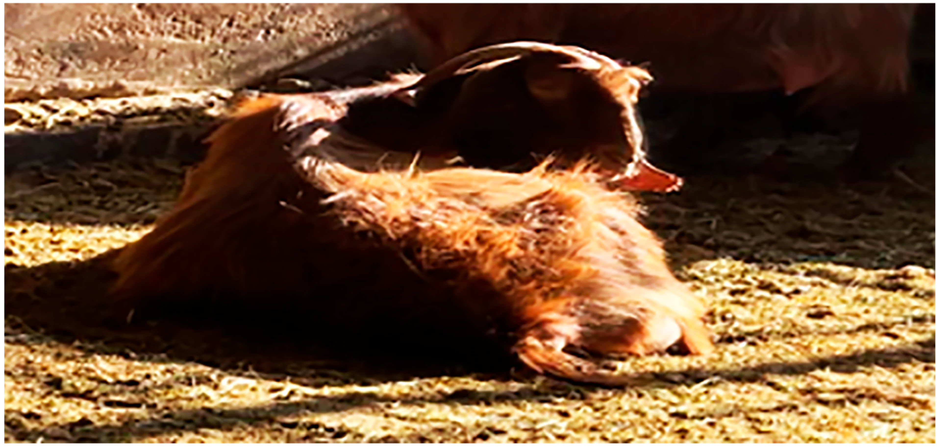 Vetsci 12 00891 g002