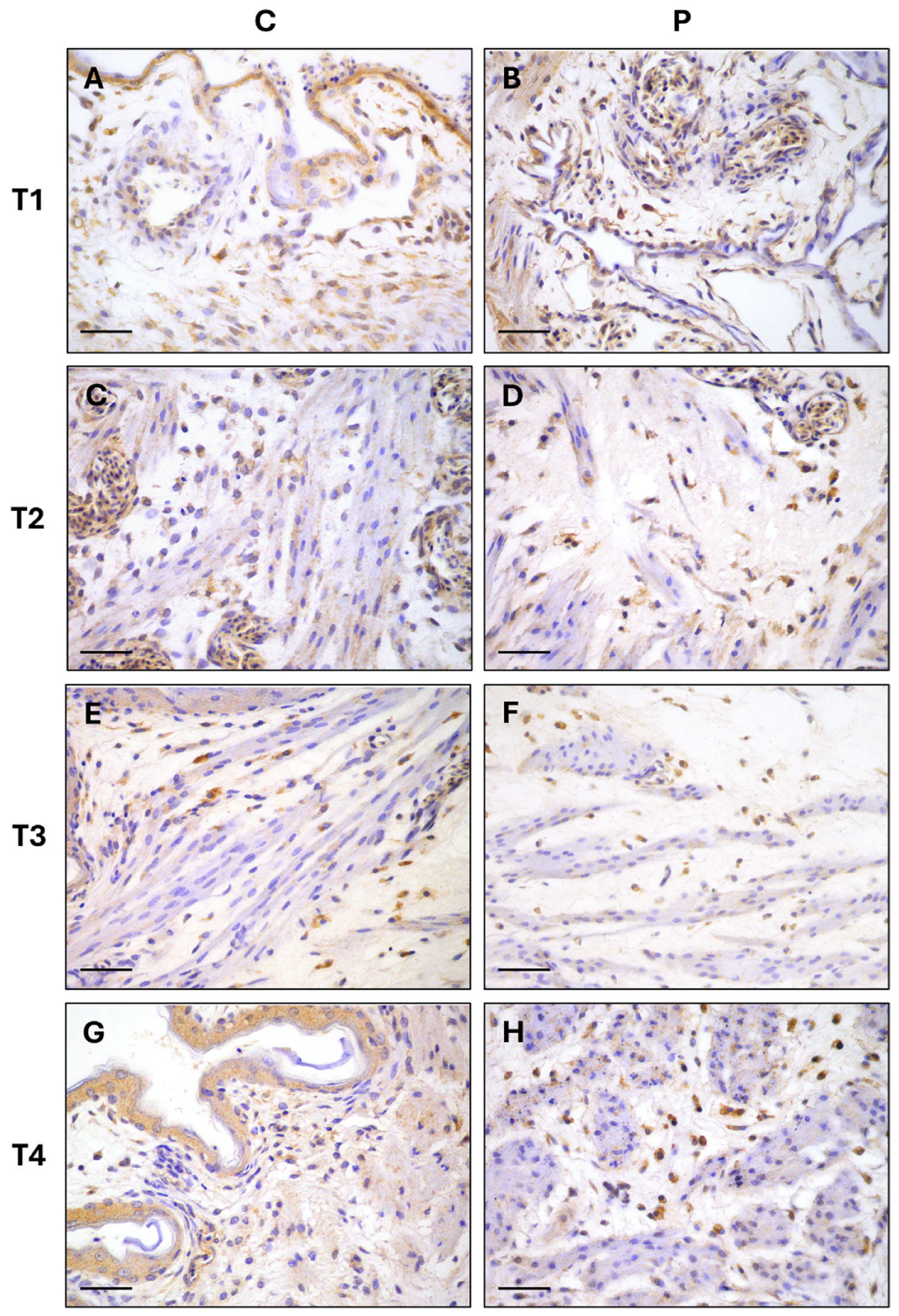 Vetsci 12 00892 g003