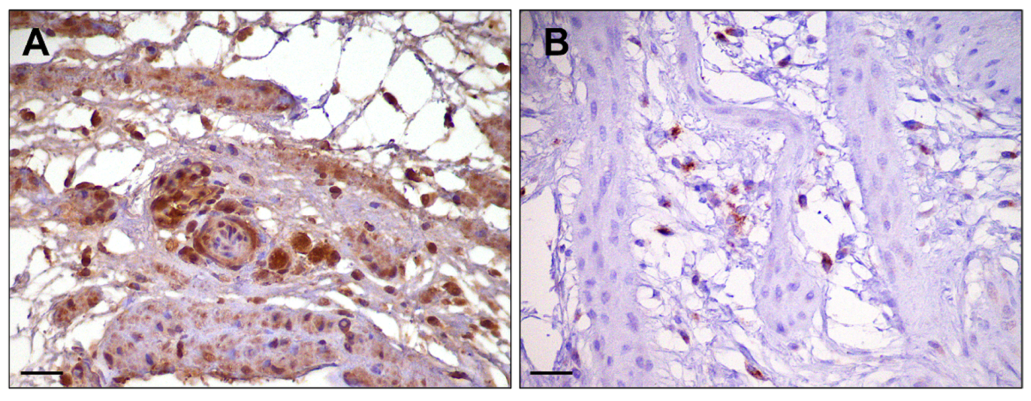 Vetsci 12 00892 g004