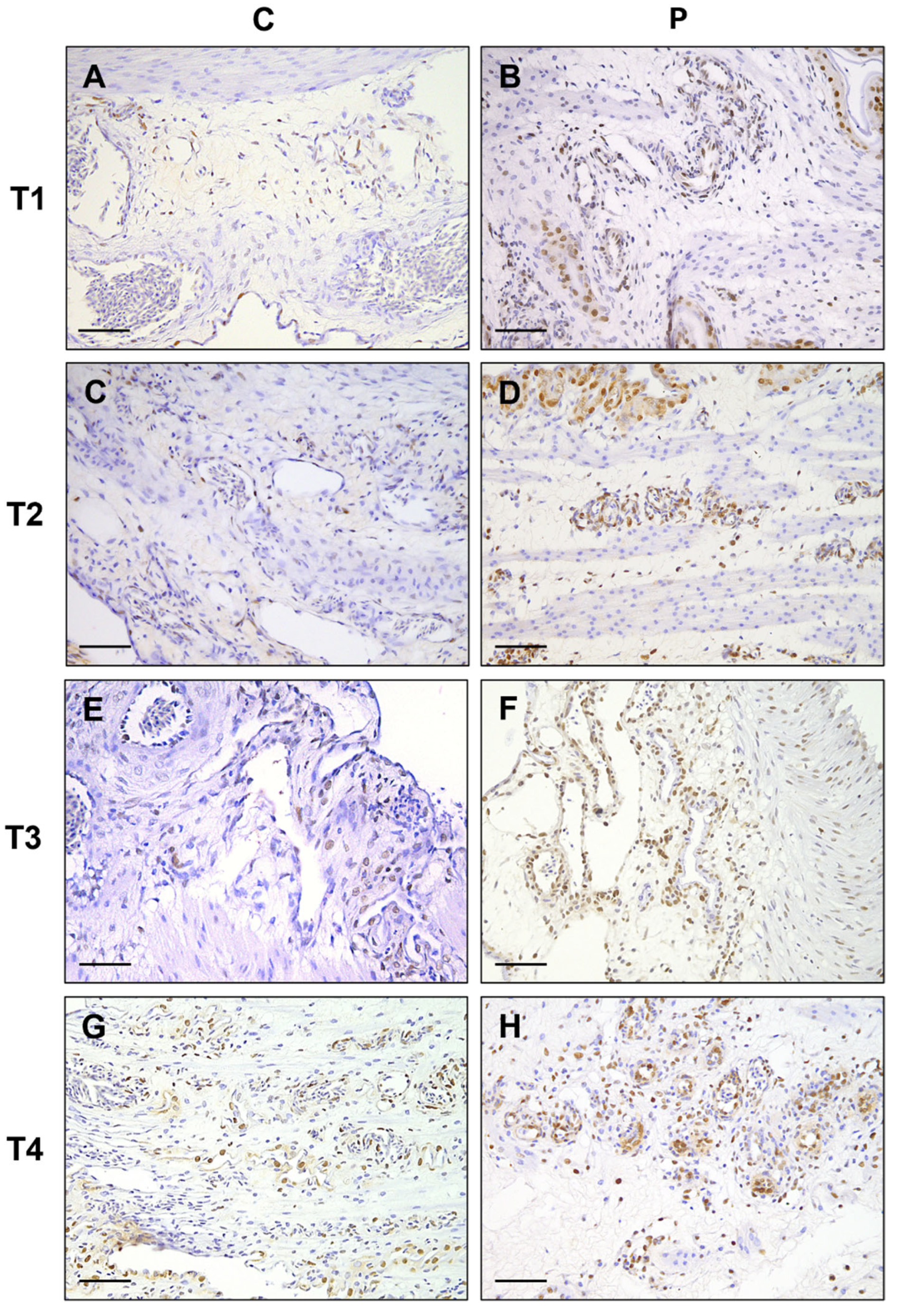 Vetsci 12 00892 g006