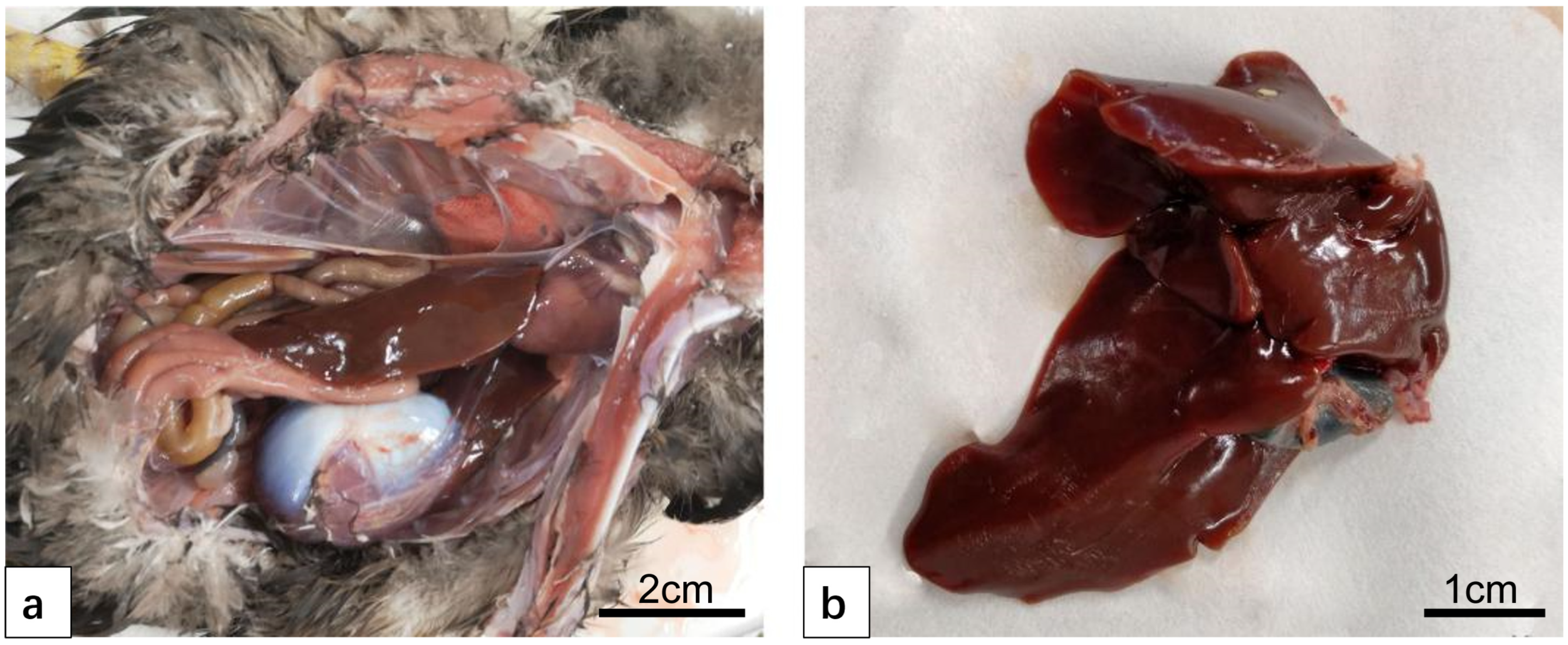 Vetsci 12 00900 g001 Vetsci 12 00900 g001