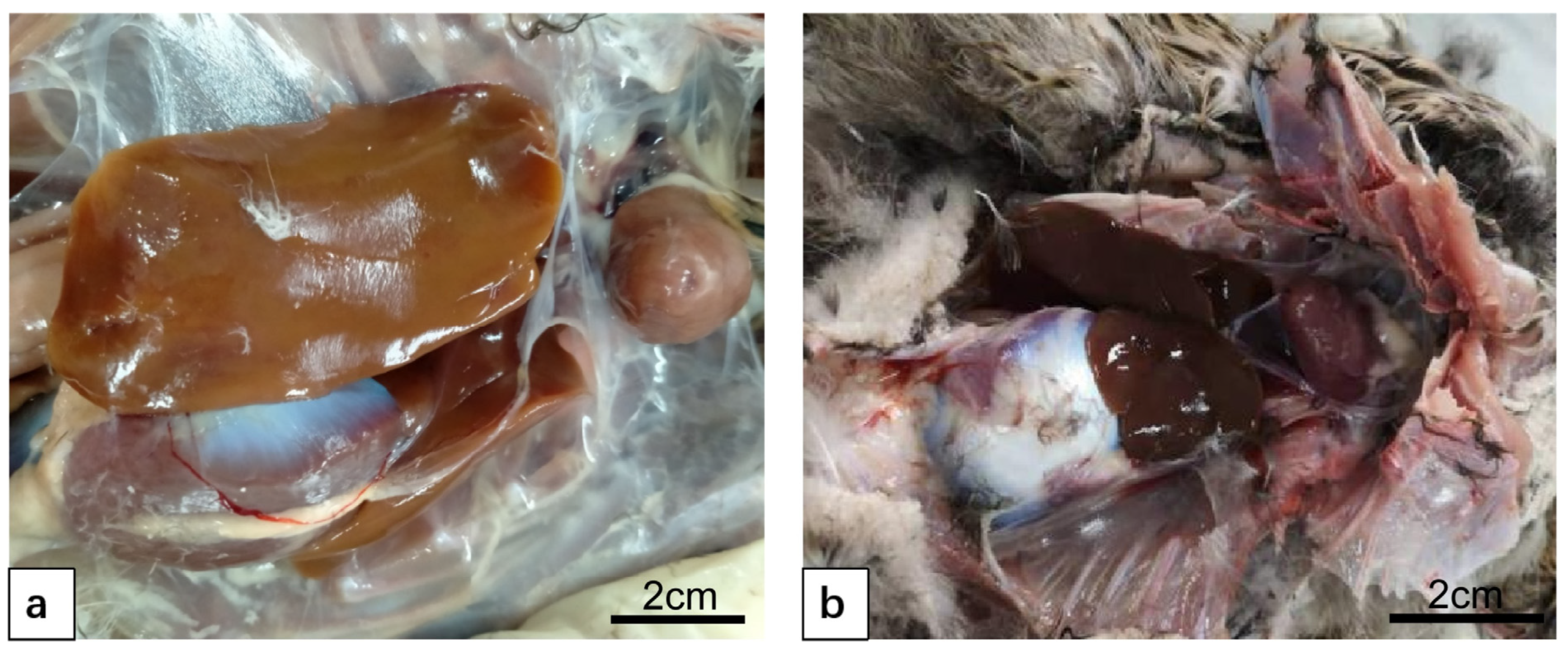 Vetsci 12 00900 g003 Vetsci 12 00900 g003