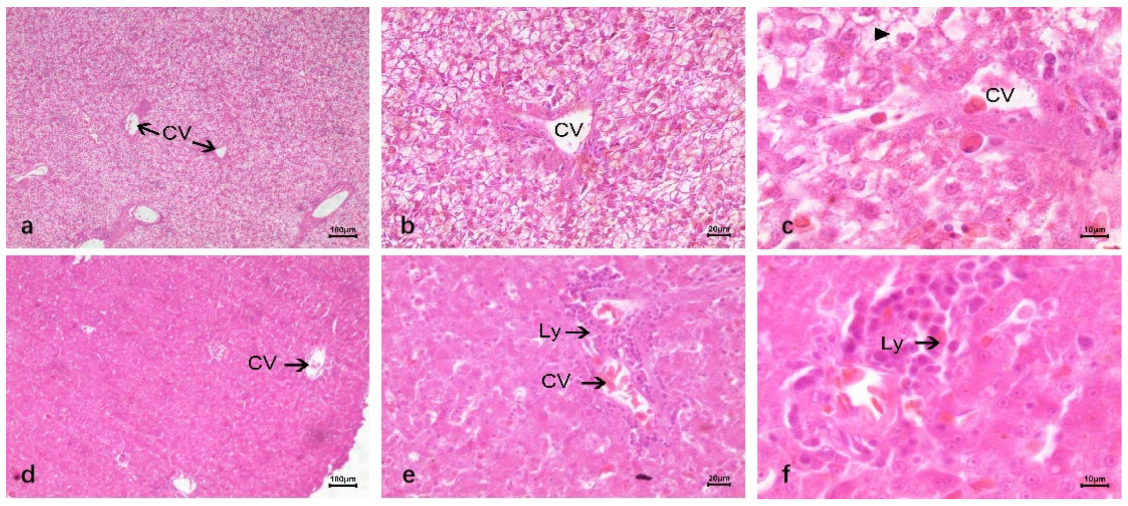 Vetsci 12 00900 g004 Vetsci 12 00900 g004
