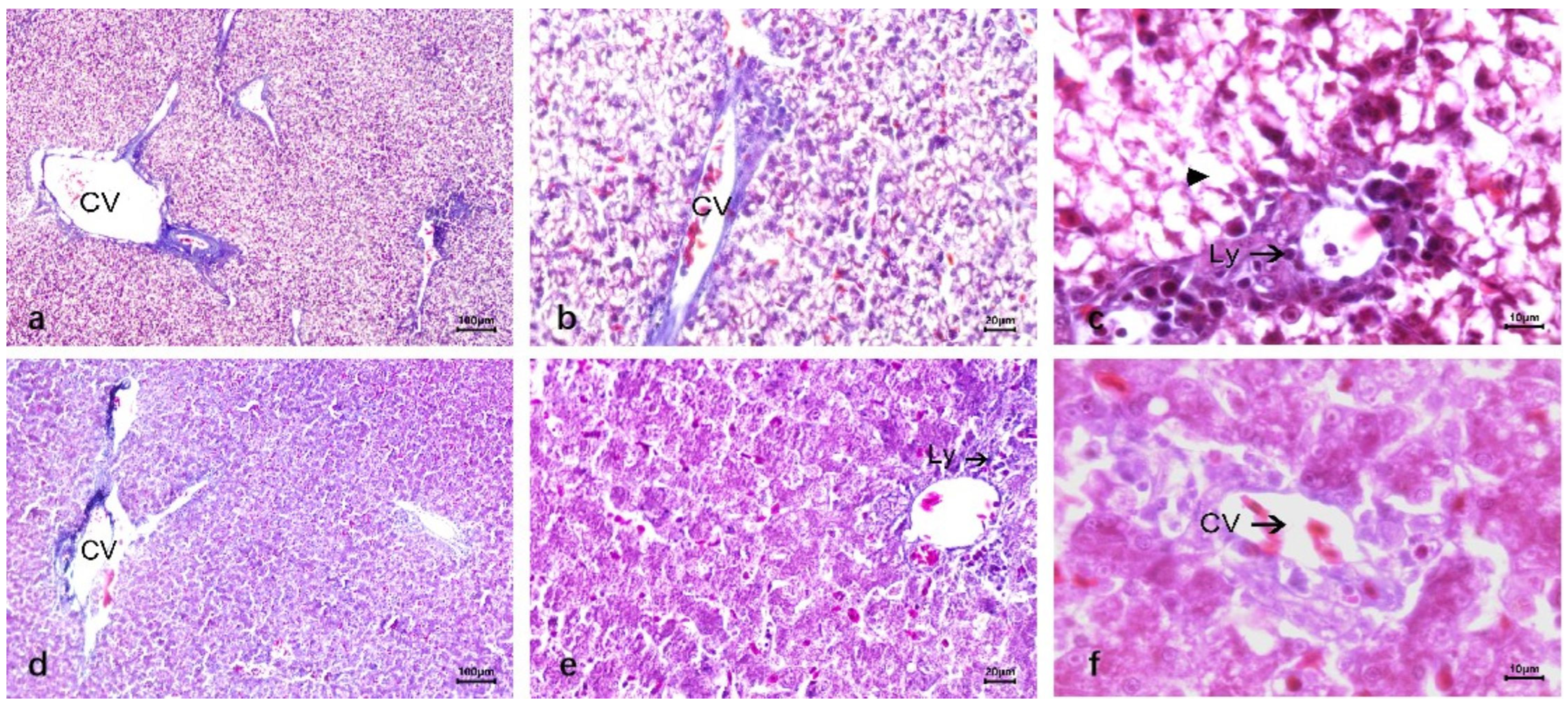 Vetsci 12 00900 g006 Vetsci 12 00900 g006