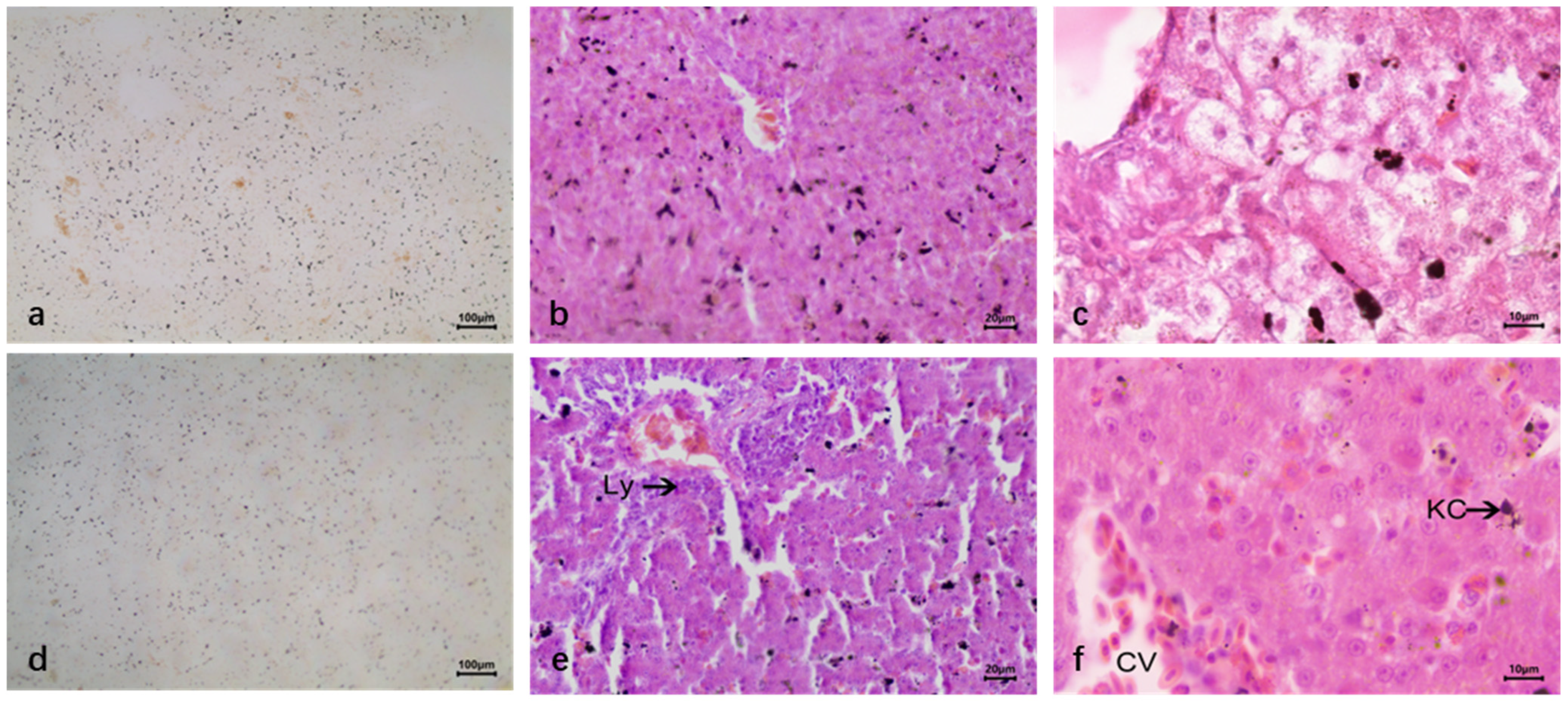 Vetsci 12 00900 g007 Vetsci 12 00900 g007