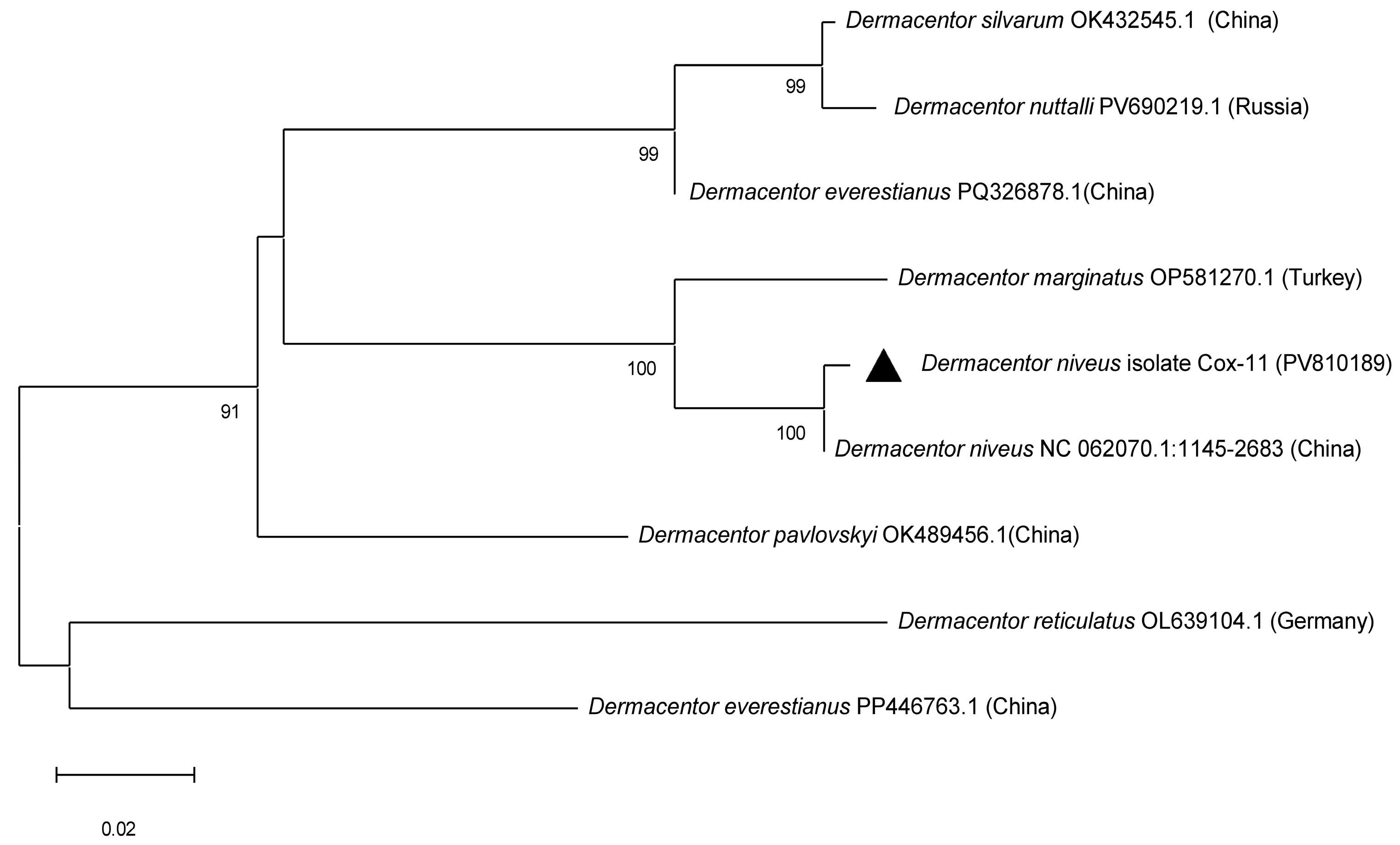 Molecular Study of Theileria annulata and Anaplasma spp. in Ixodid ...