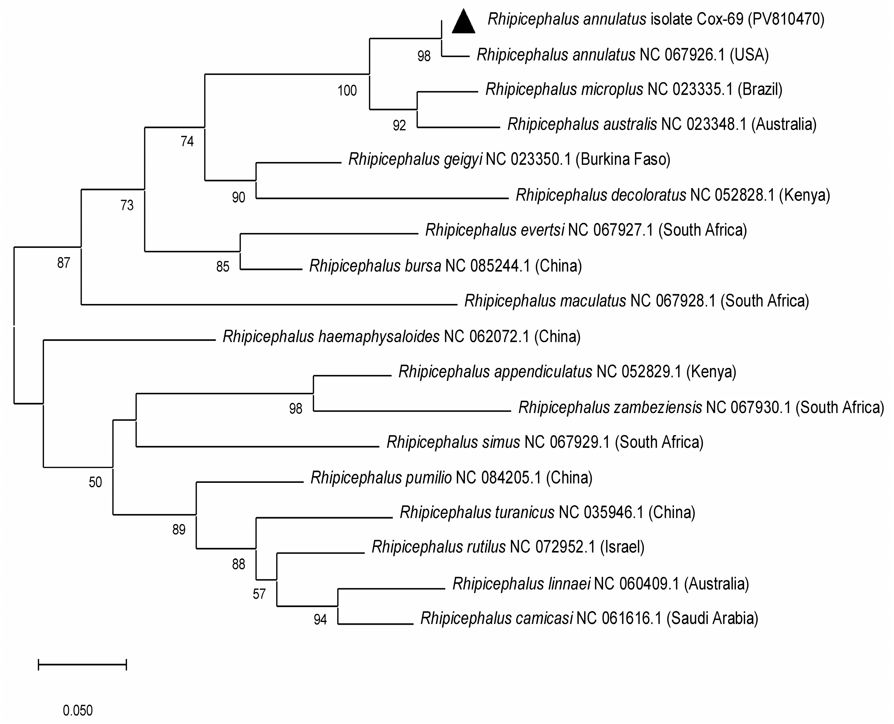 Molecular Study of Theileria annulata and Anaplasma spp. in Ixodid ...