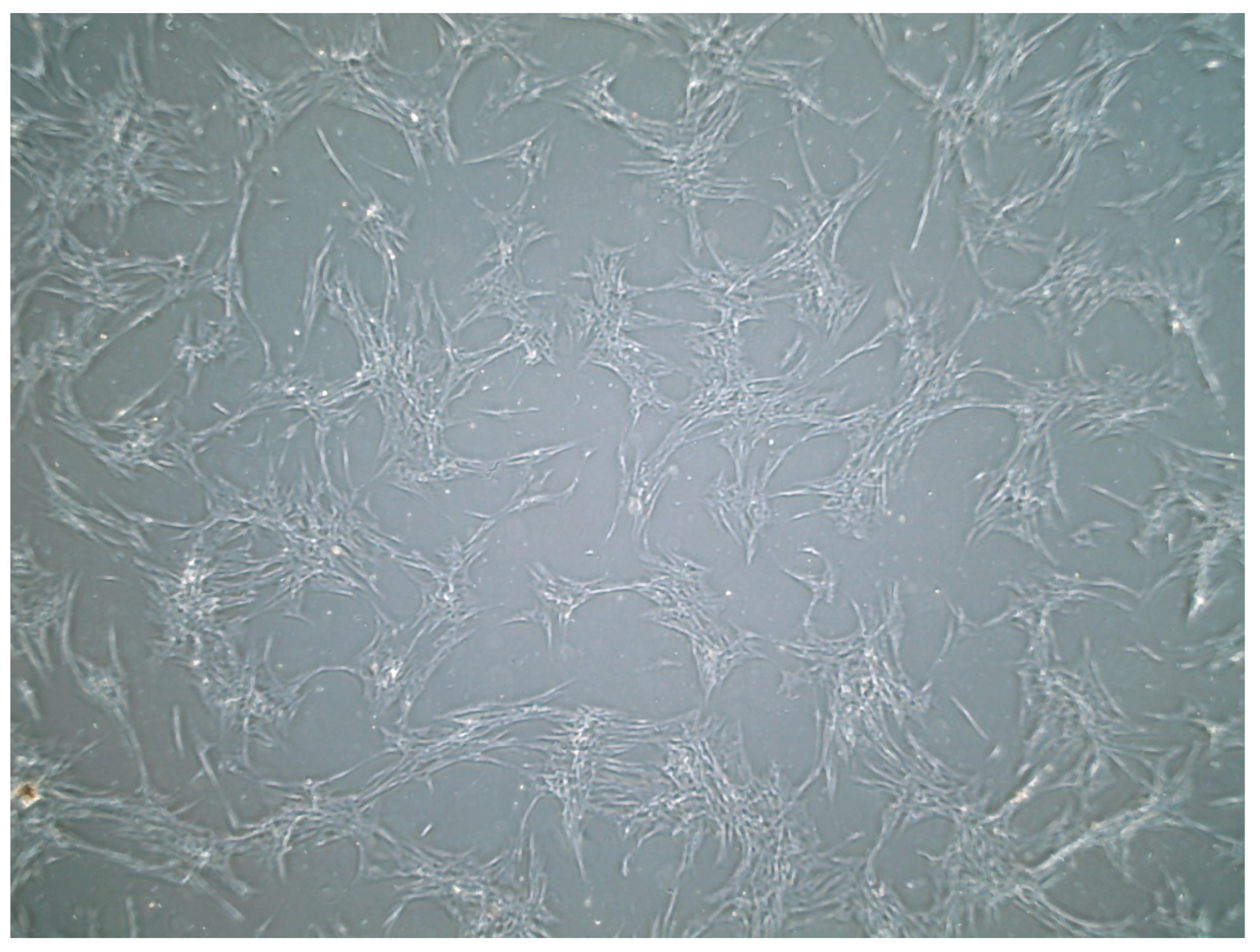 Vetsci 12 00905 g001 Vetsci 12 00905 g001