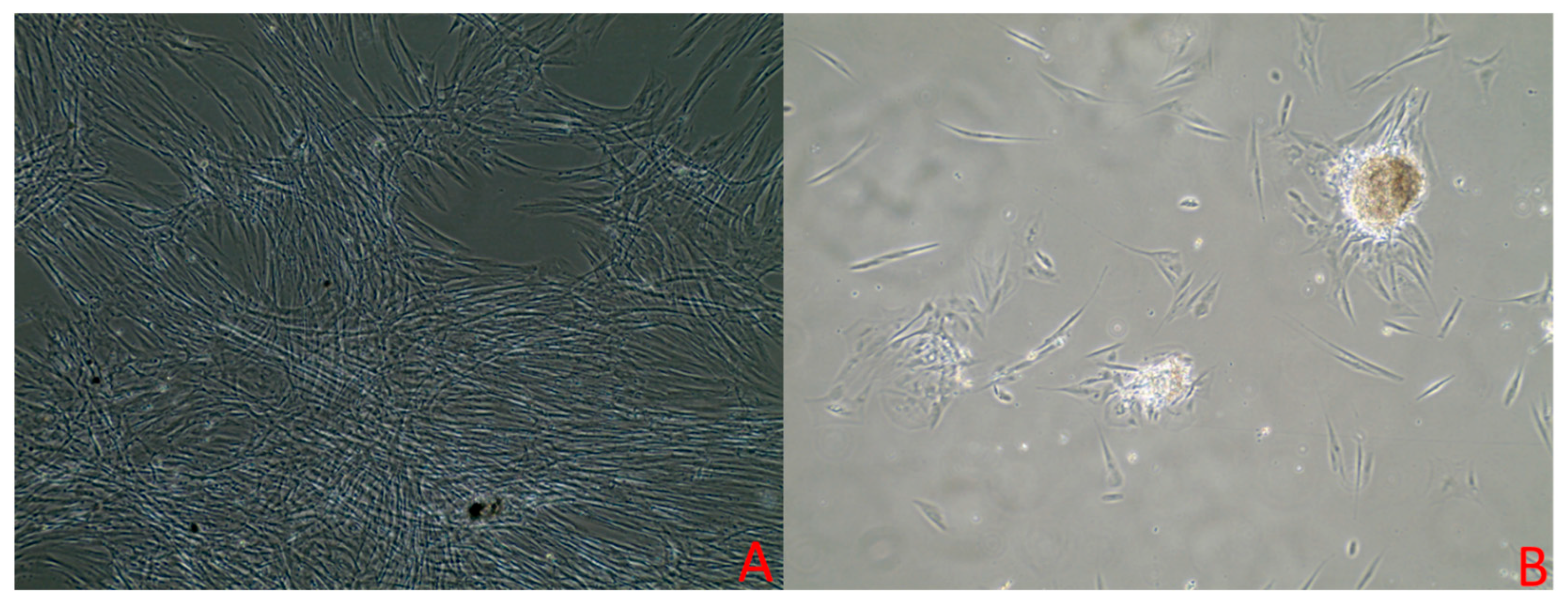 Vetsci 12 00905 g002 Vetsci 12 00905 g002