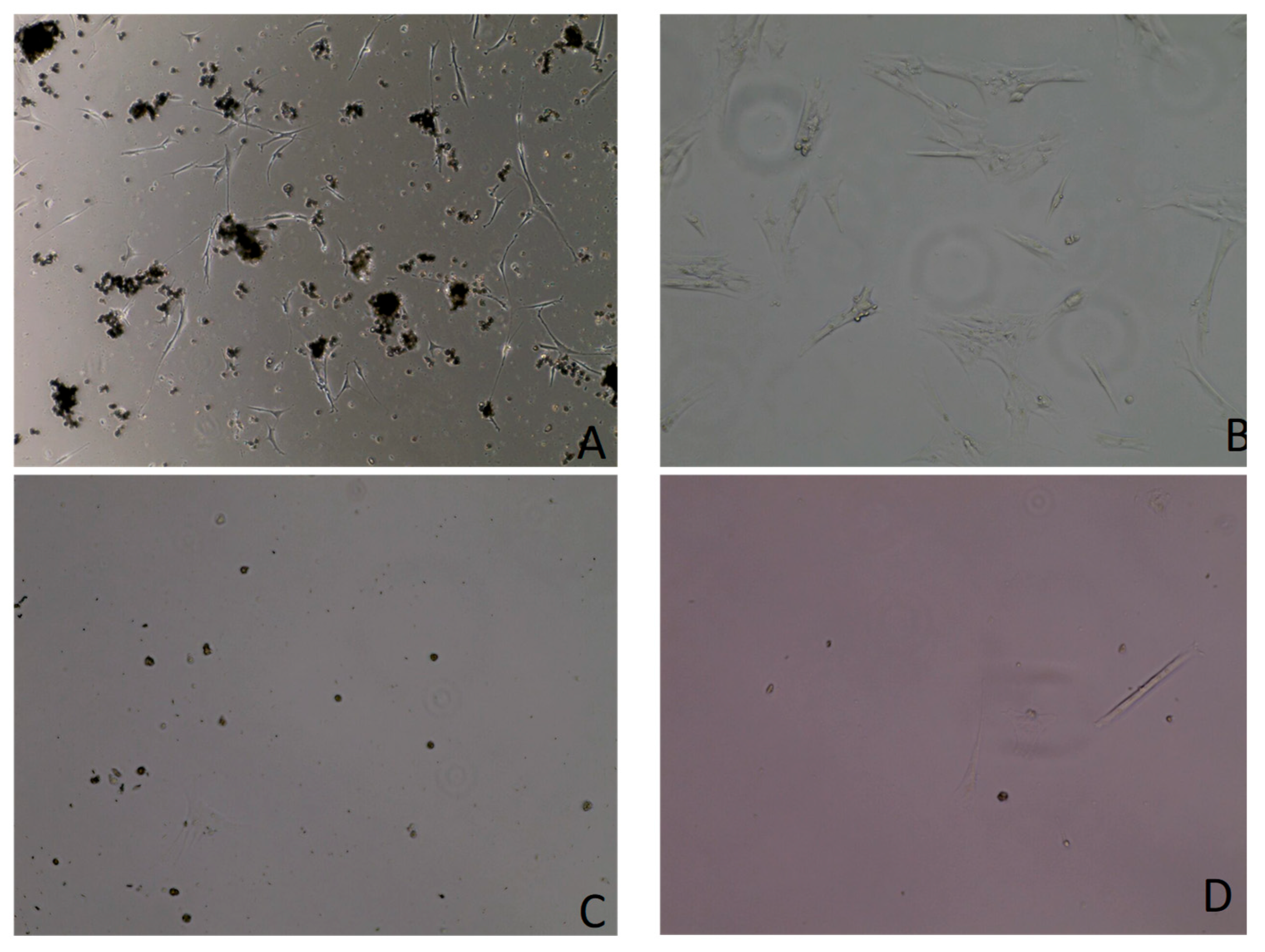 Vetsci 12 00905 g008 Vetsci 12 00905 g008